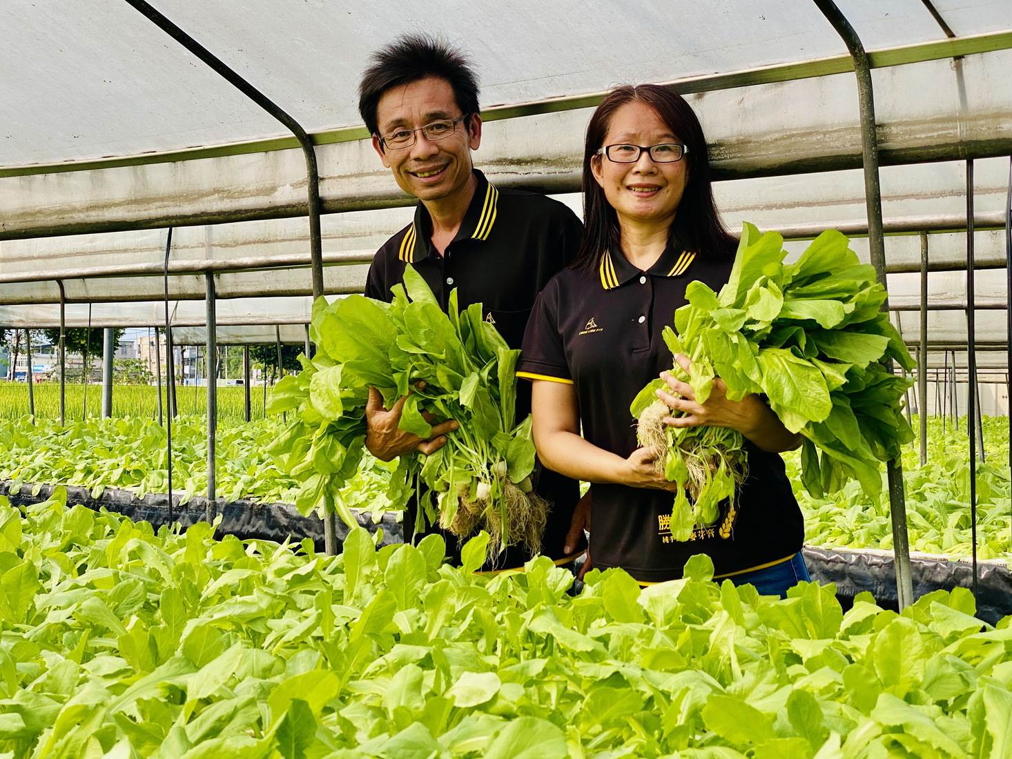 夫婦倆經營一甲地農場，主力為水耕A菜。