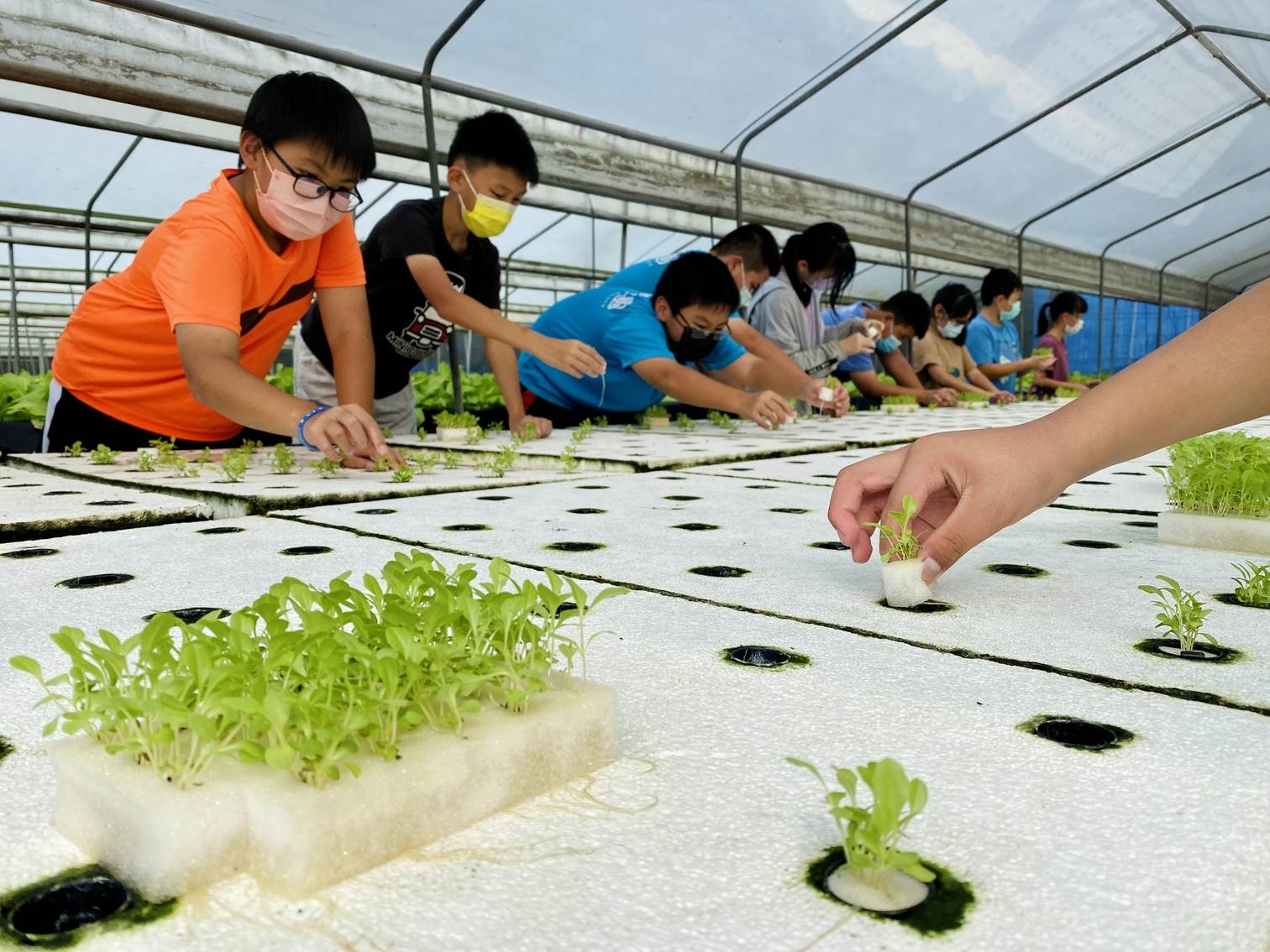 學童體驗如何移植水耕蔬菜