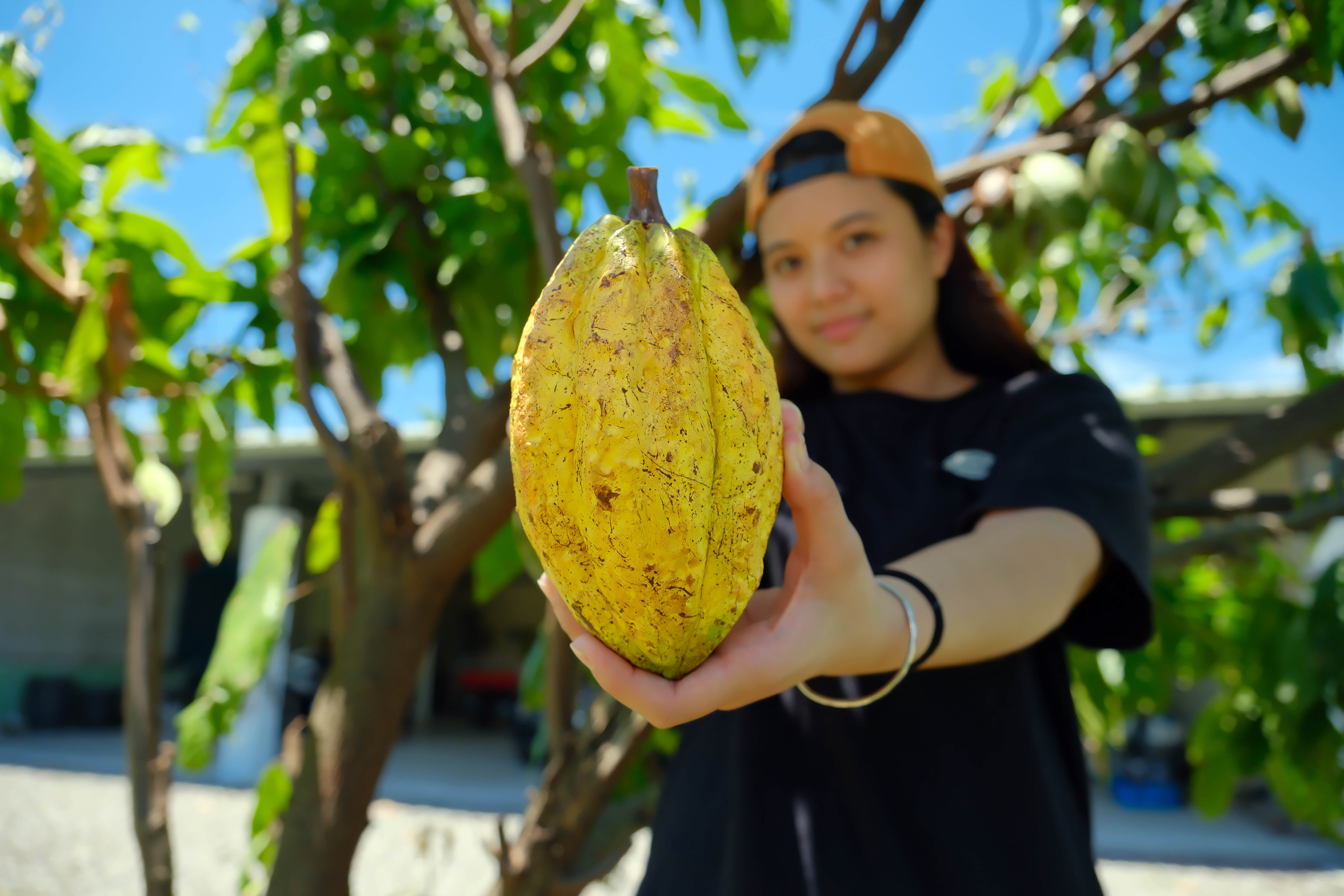 屏東的驕傲！就是它，成就了台灣從產地到餐桌的巧克力農夫品牌。