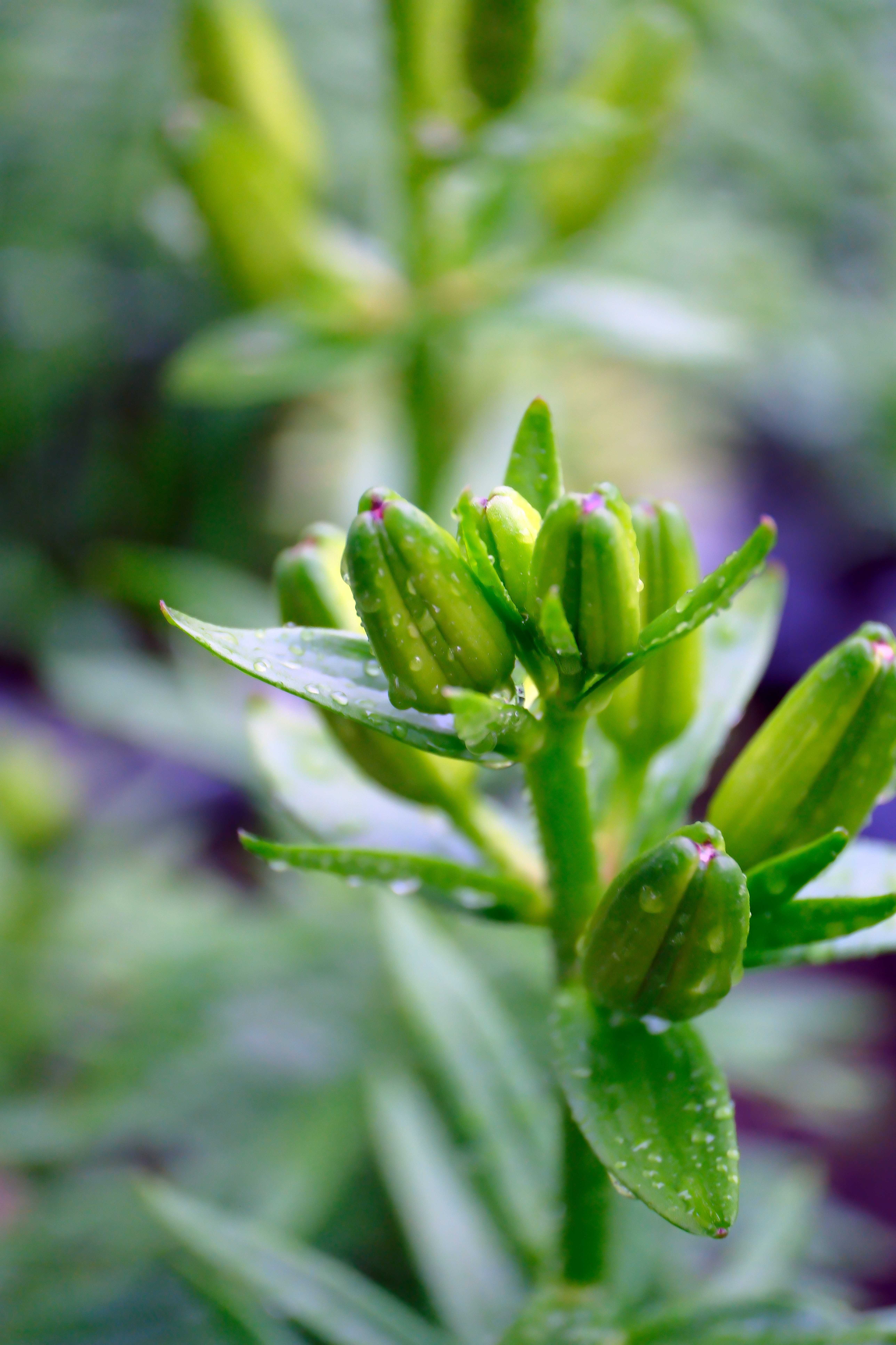 雨後生機蓬勃的百合花苞。