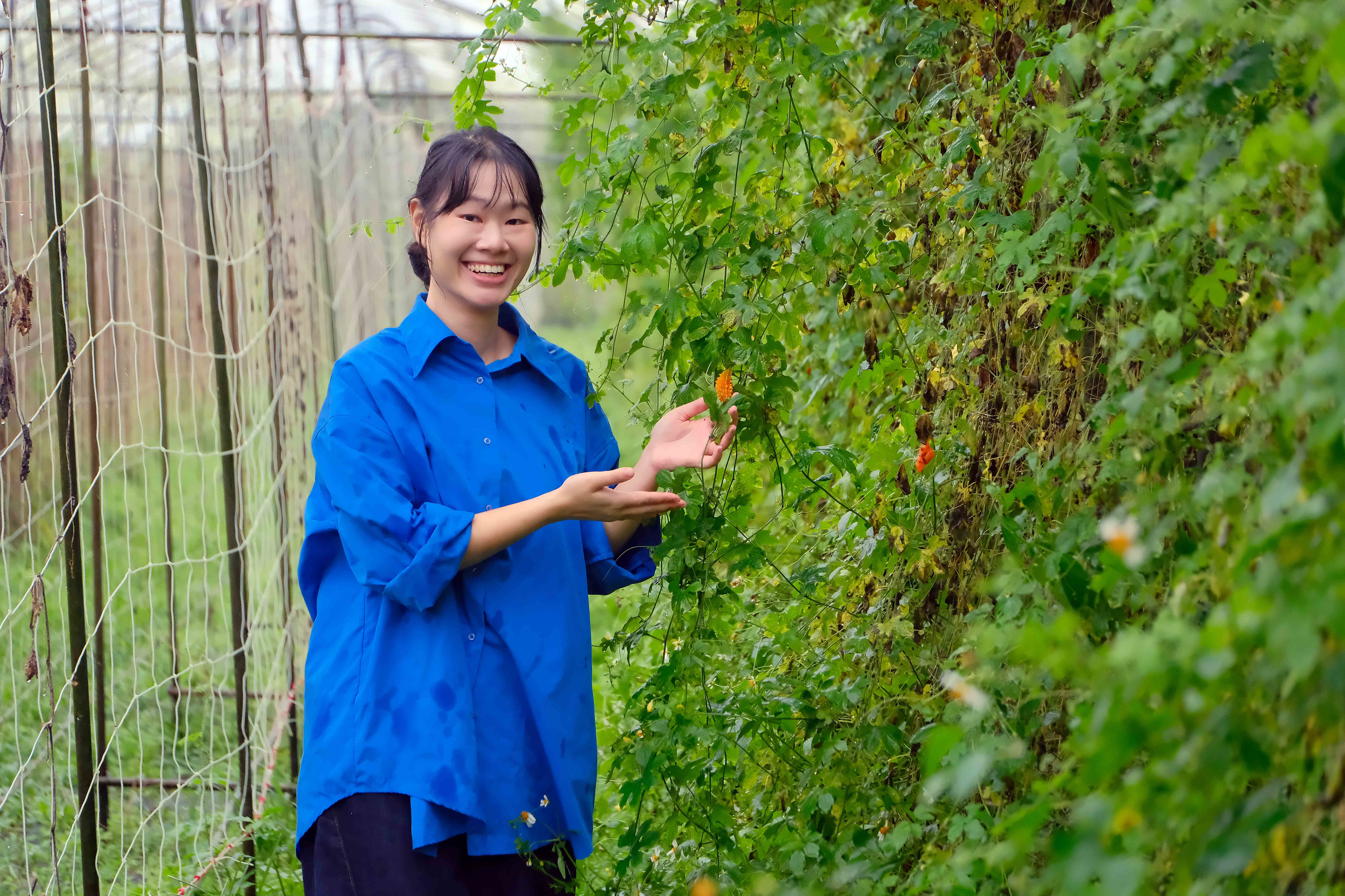 第四代接班人江孟璇，在山苦瓜溫室中巡視。