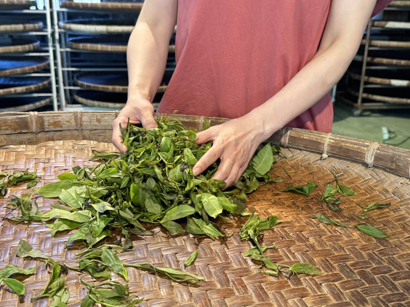 揉茶體驗