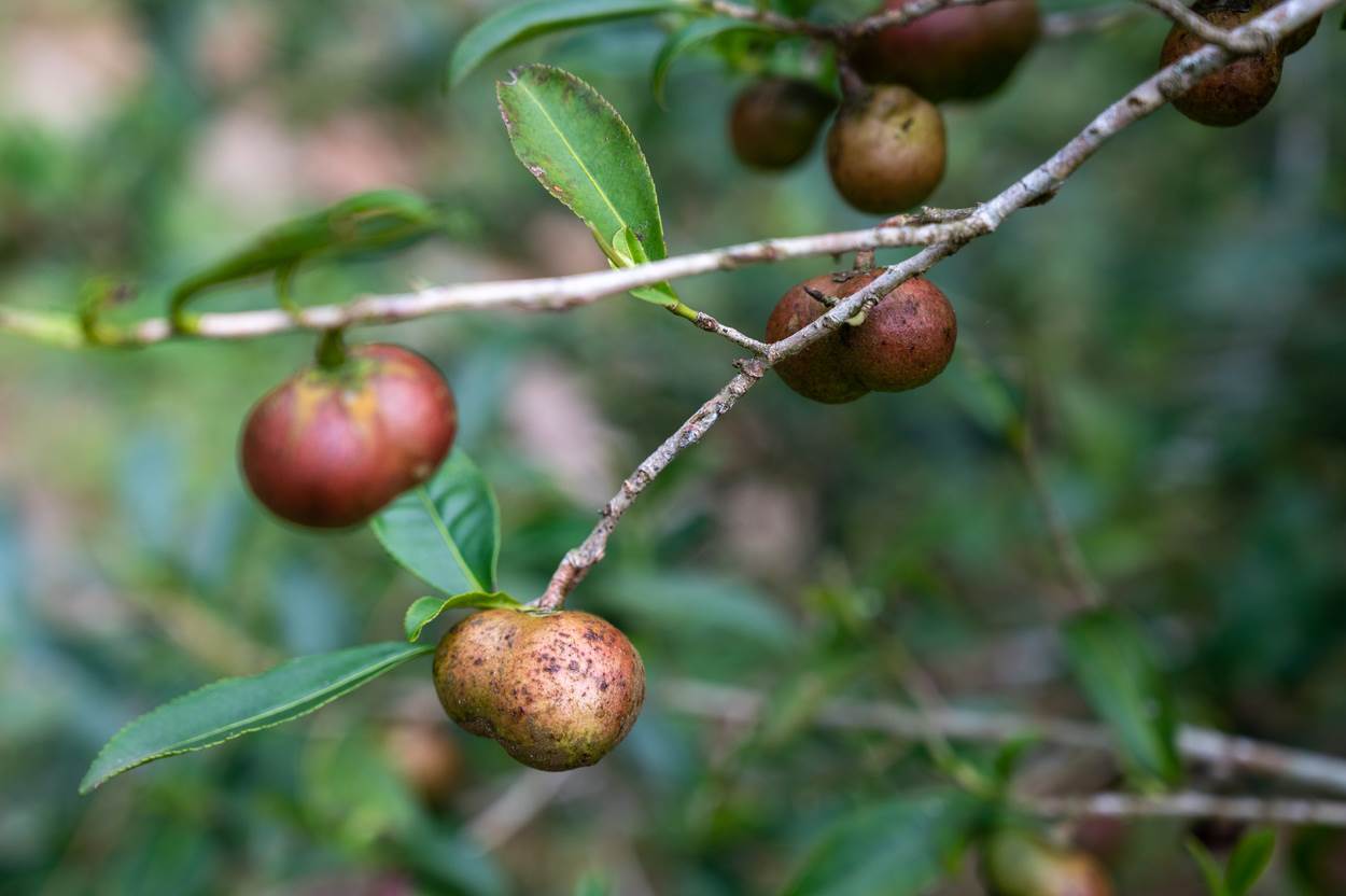 蒔茶園採用自然農法復育，茶籽結實累累，白露過後正是採收時節。