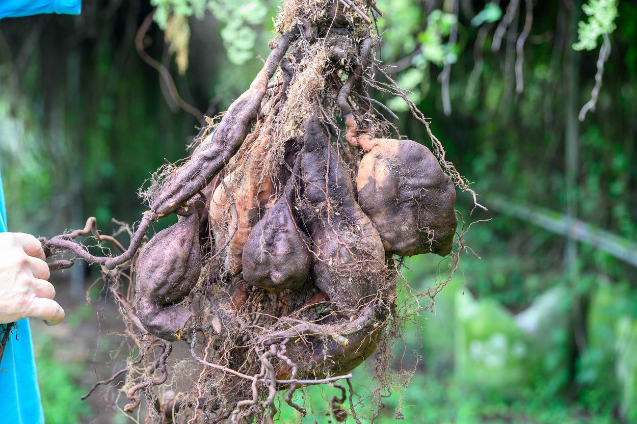 這一袋人蔘何首烏的收成算很豐富，煮茶很好喝又養生。