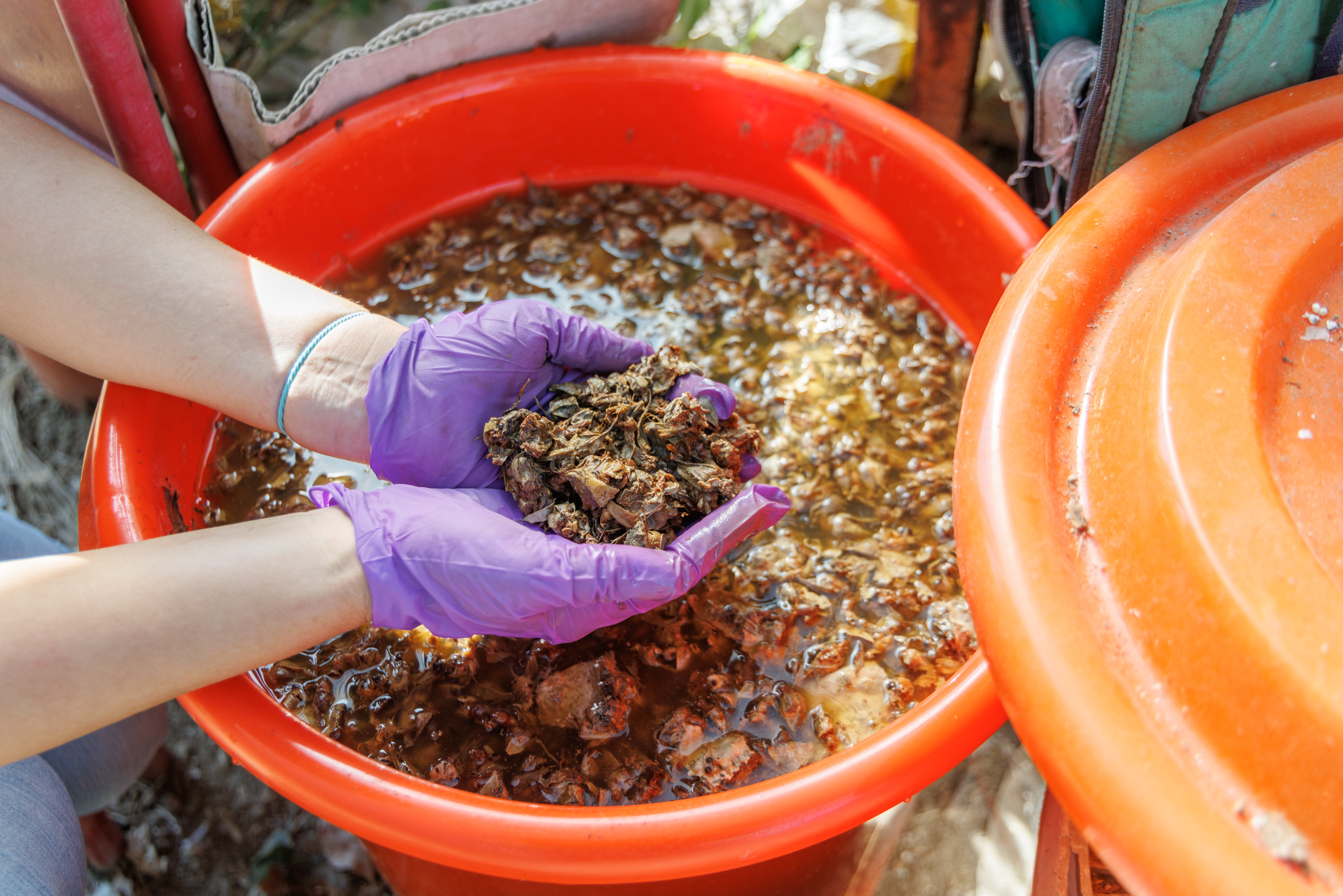 將廢棄食用玫瑰的花頭浸泡黑糖做酵素，自製肥料。