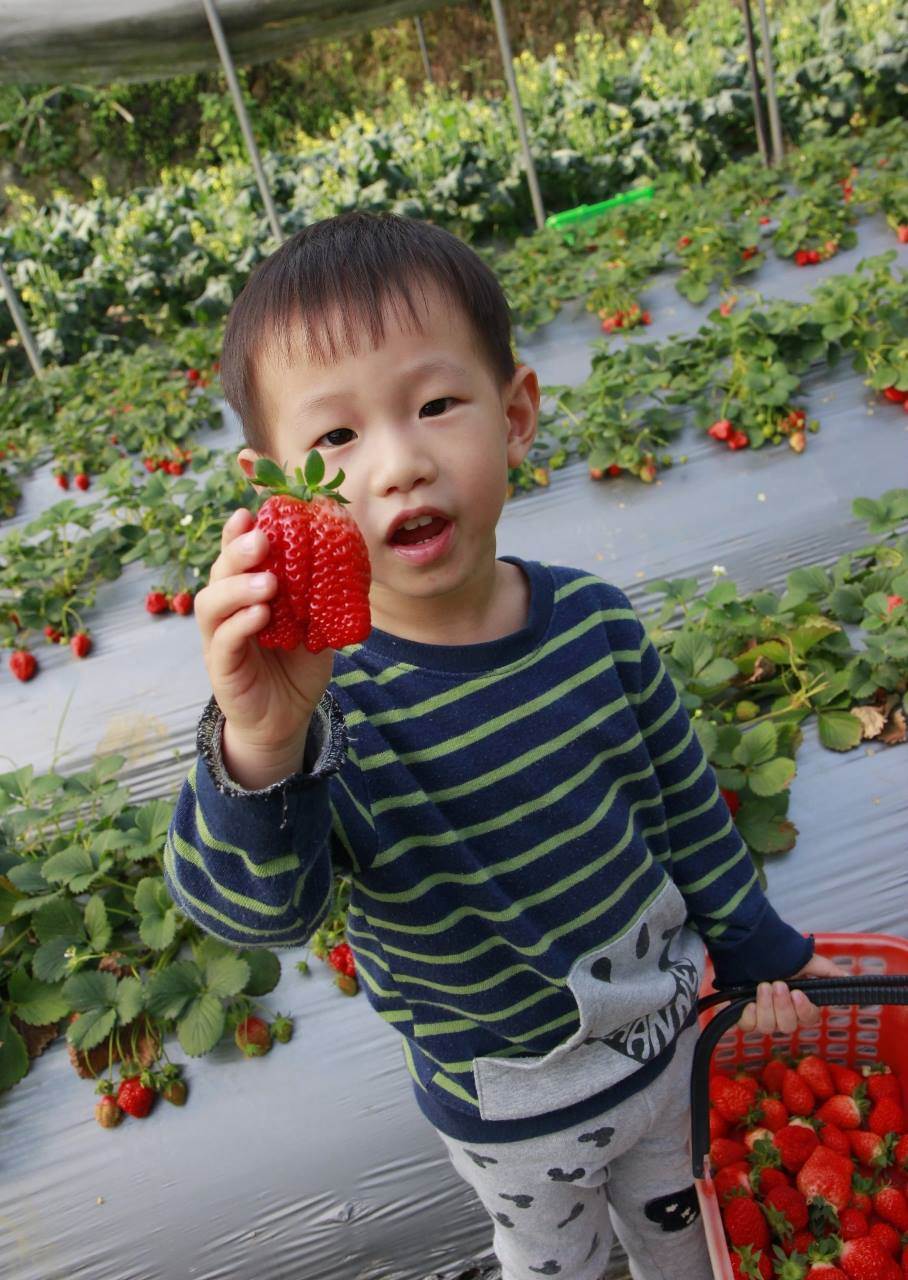 採草莓體驗
