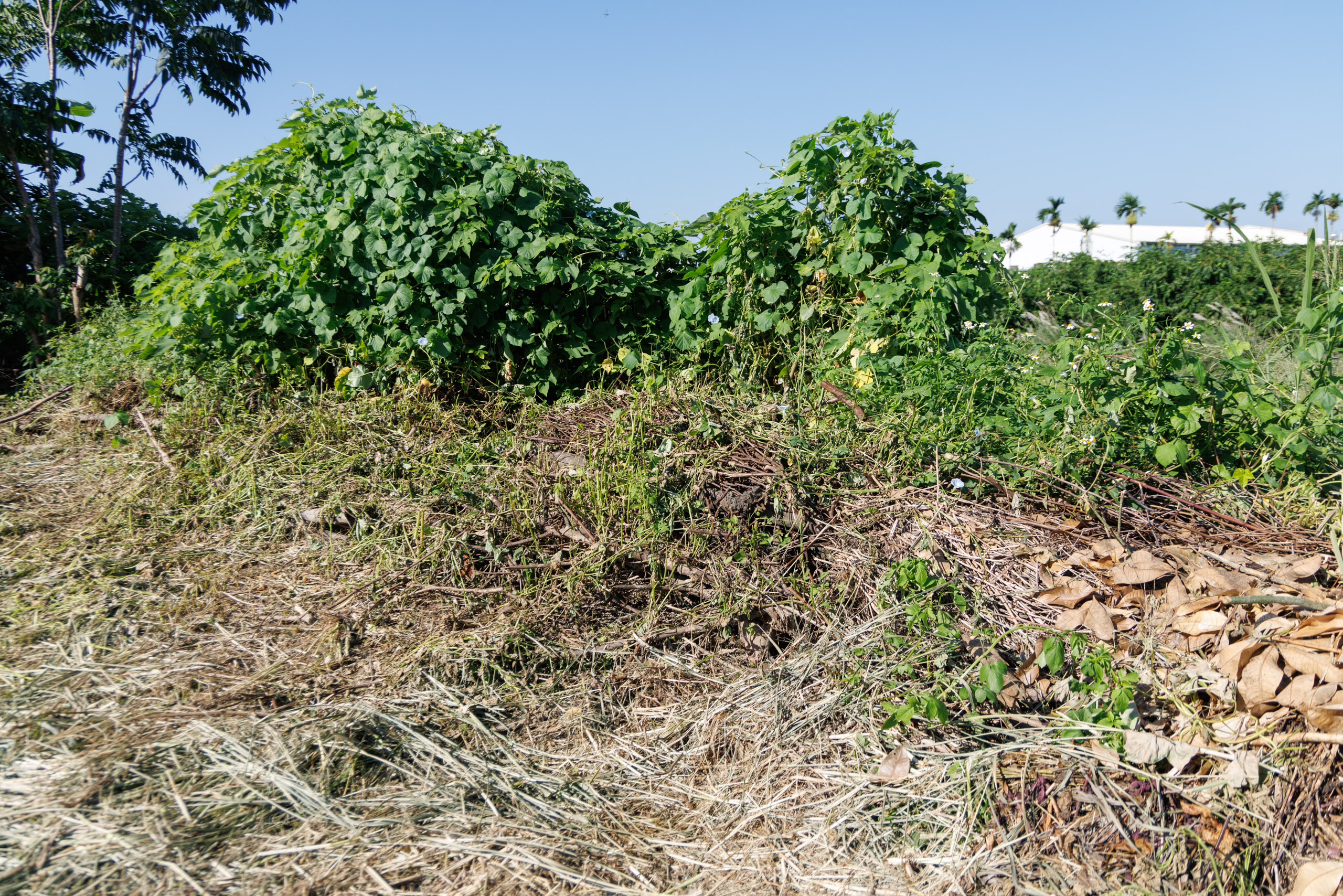 園區內的各種廢材也盡量物盡其用，將玫瑰的廢棄枝條做成堆肥。
