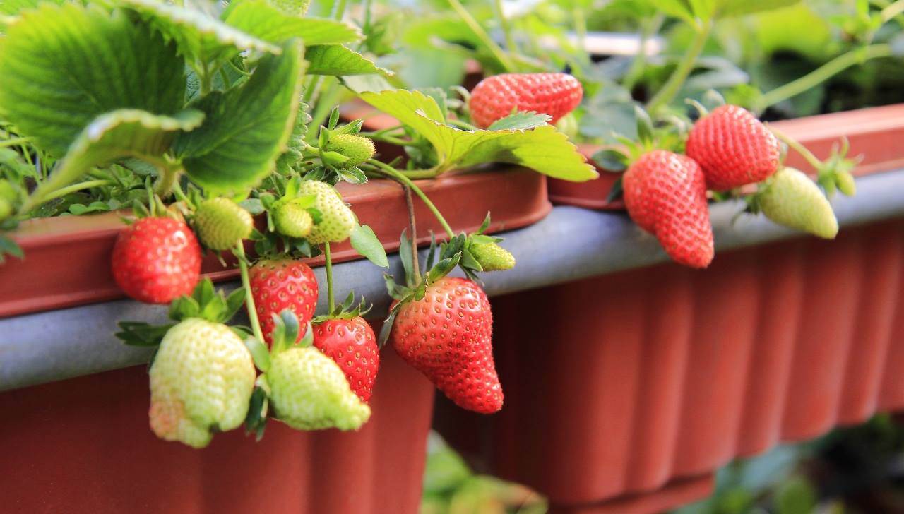 台北市內湖草莓季在12月展開。