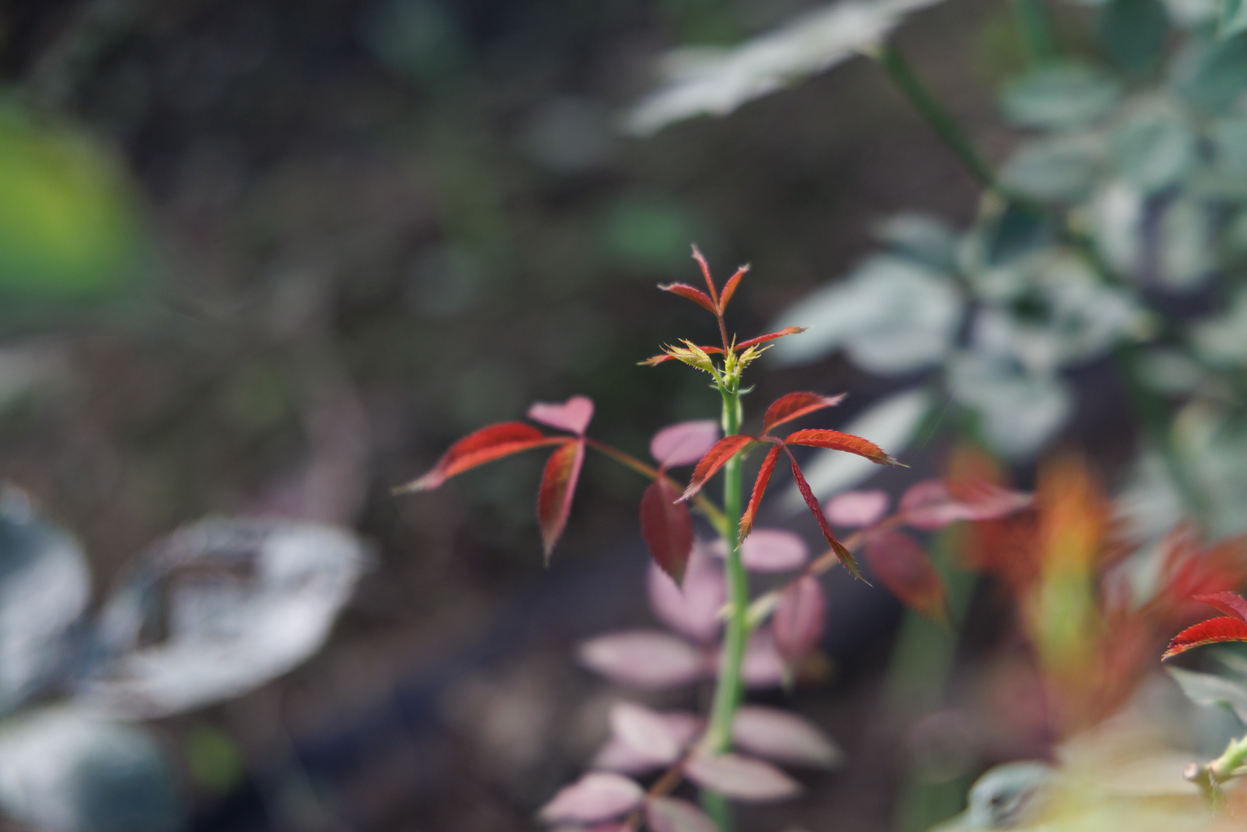 玫瑰全年皆可開花，因此，因此規劃「春芽、夏花、秋枝、冬玫」，讓遊客了解玫瑰生長過程。