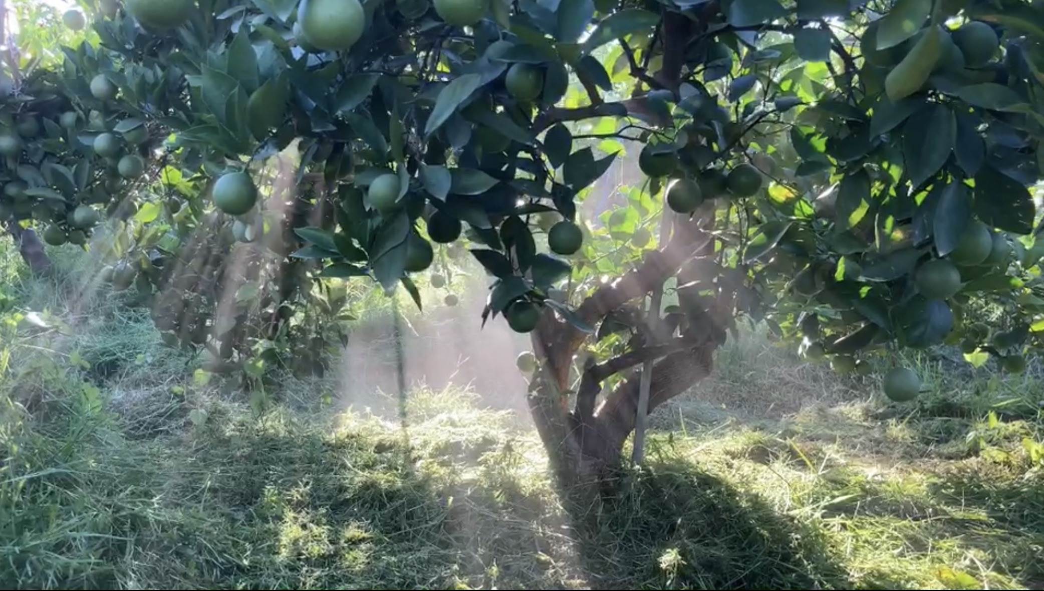 採用草生栽培，割下的草回歸大地，陽光灑在結實累累的果樹，非常漂亮。