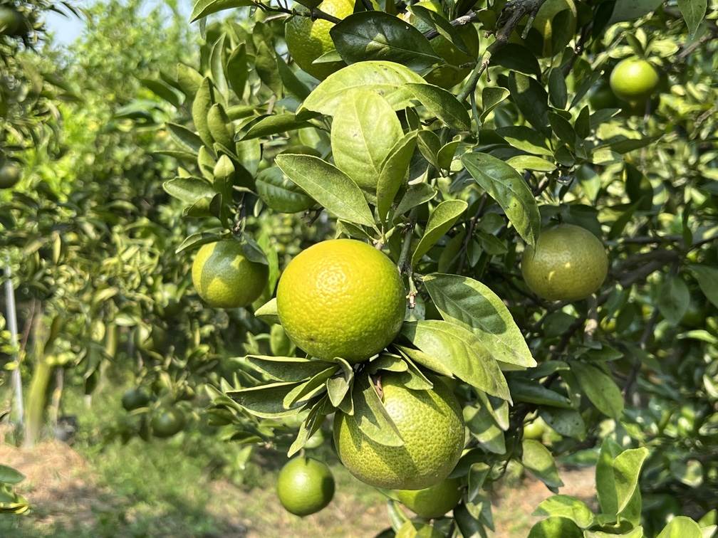 園區內柳丁果實纍纍，長得相當飽滿。