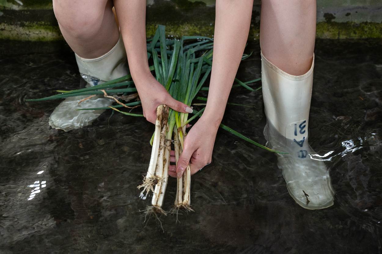 剛採收的蔥要經過清洗整理。不只體驗好玩，更能親眼見識三星蔥是如此的新鮮翠綠。
