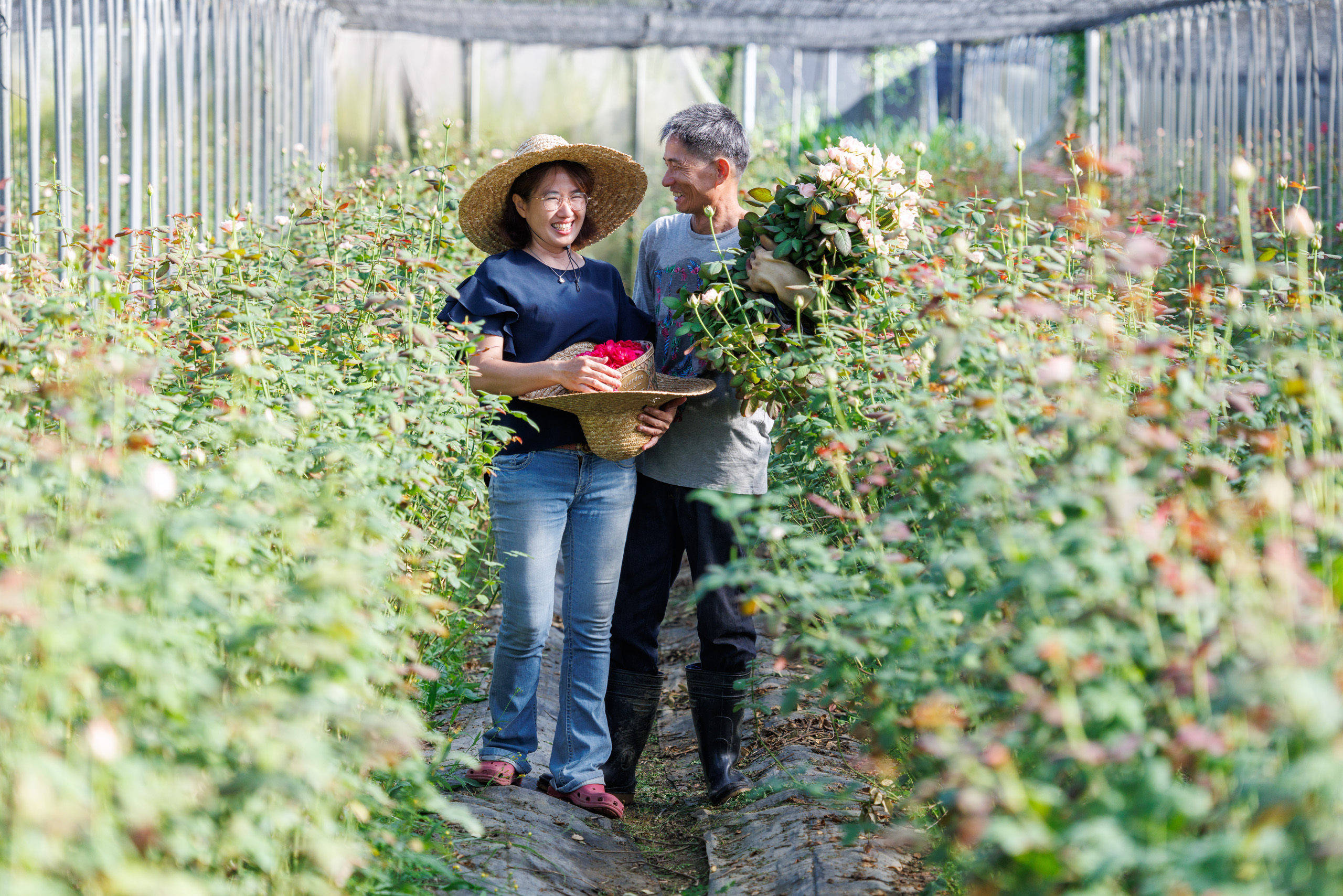 江欽賀和顏淑絃夫妻兩人努力在豐原這片土地上復興玫瑰產業。