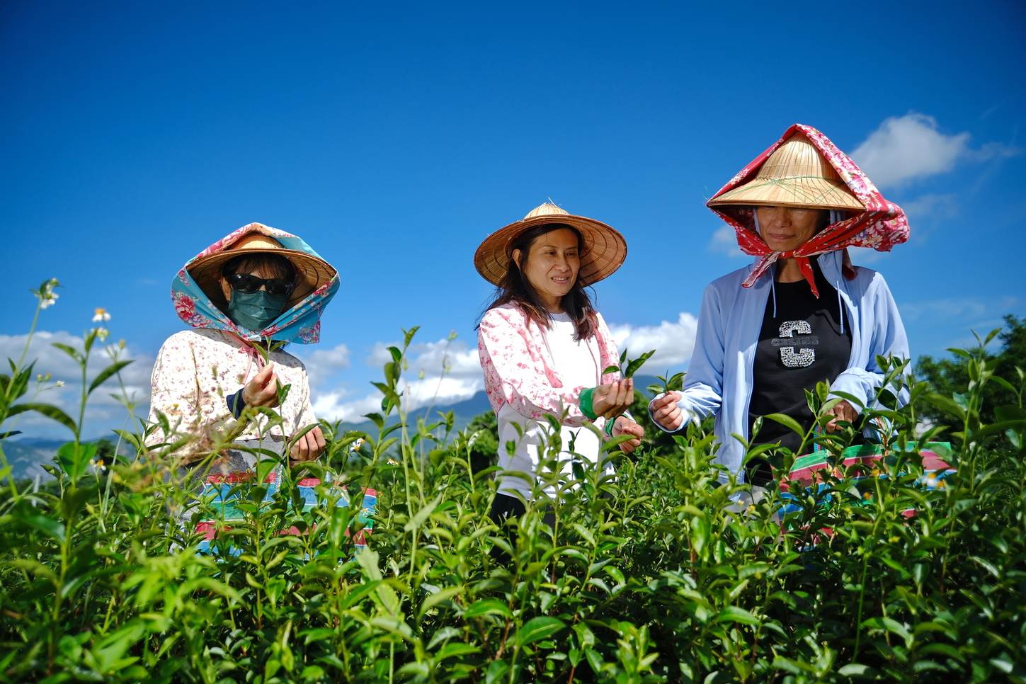 透過農事學習體驗活動，將友善土地的理念傳達給遊客。