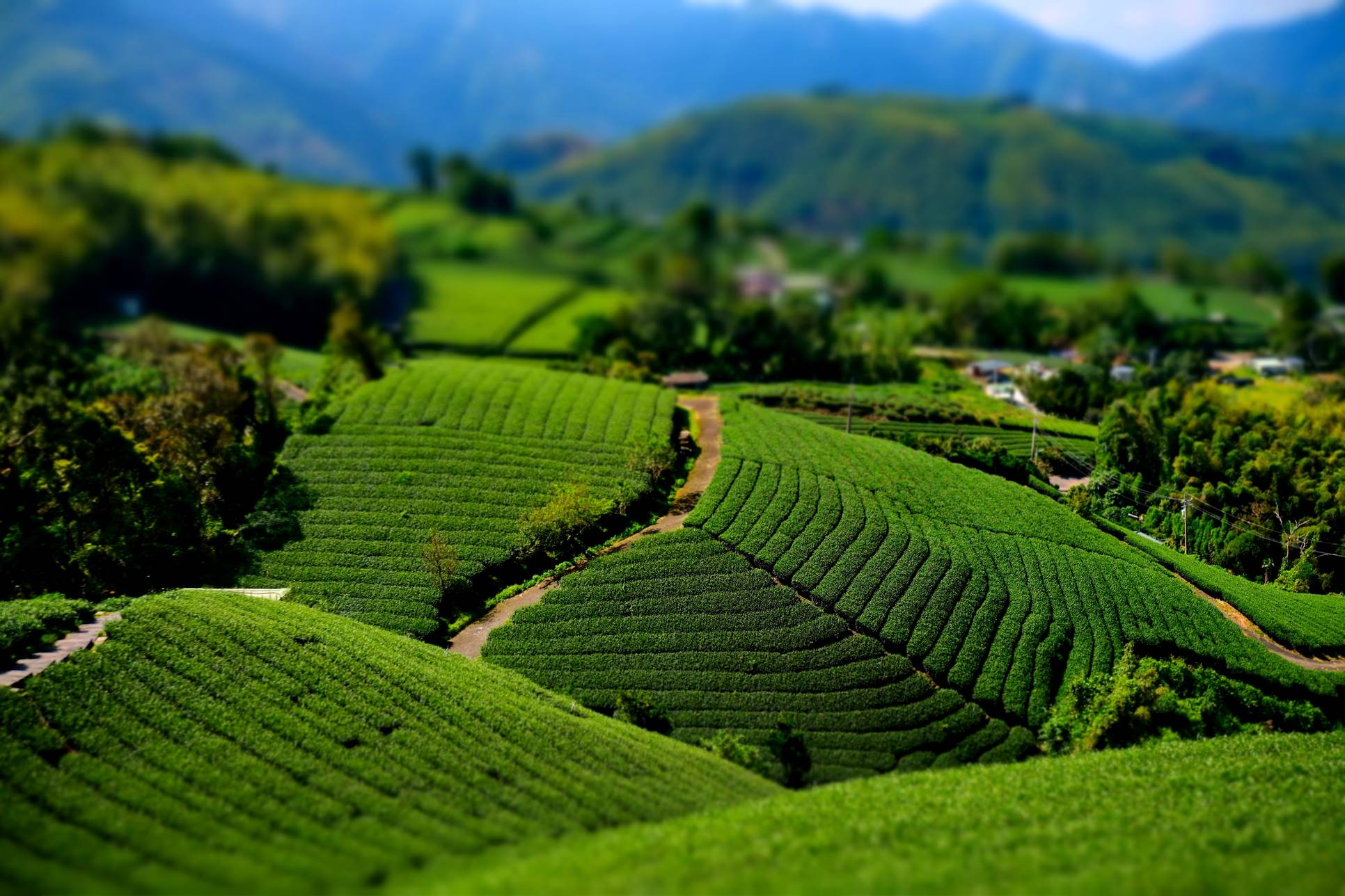從梅山瑞峰的制高點，遠眺層疊翠綠的茶園，美不勝收。