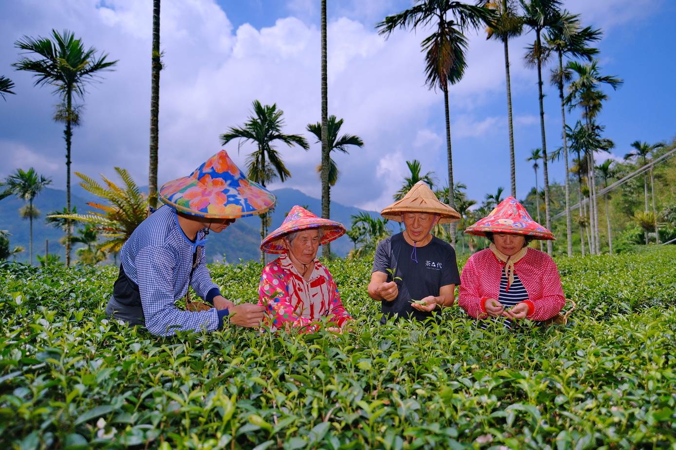 農村茶旅行深度體驗，是來梅山瑞里「茶叄代」品茶的茶事農食必選的輕旅行。