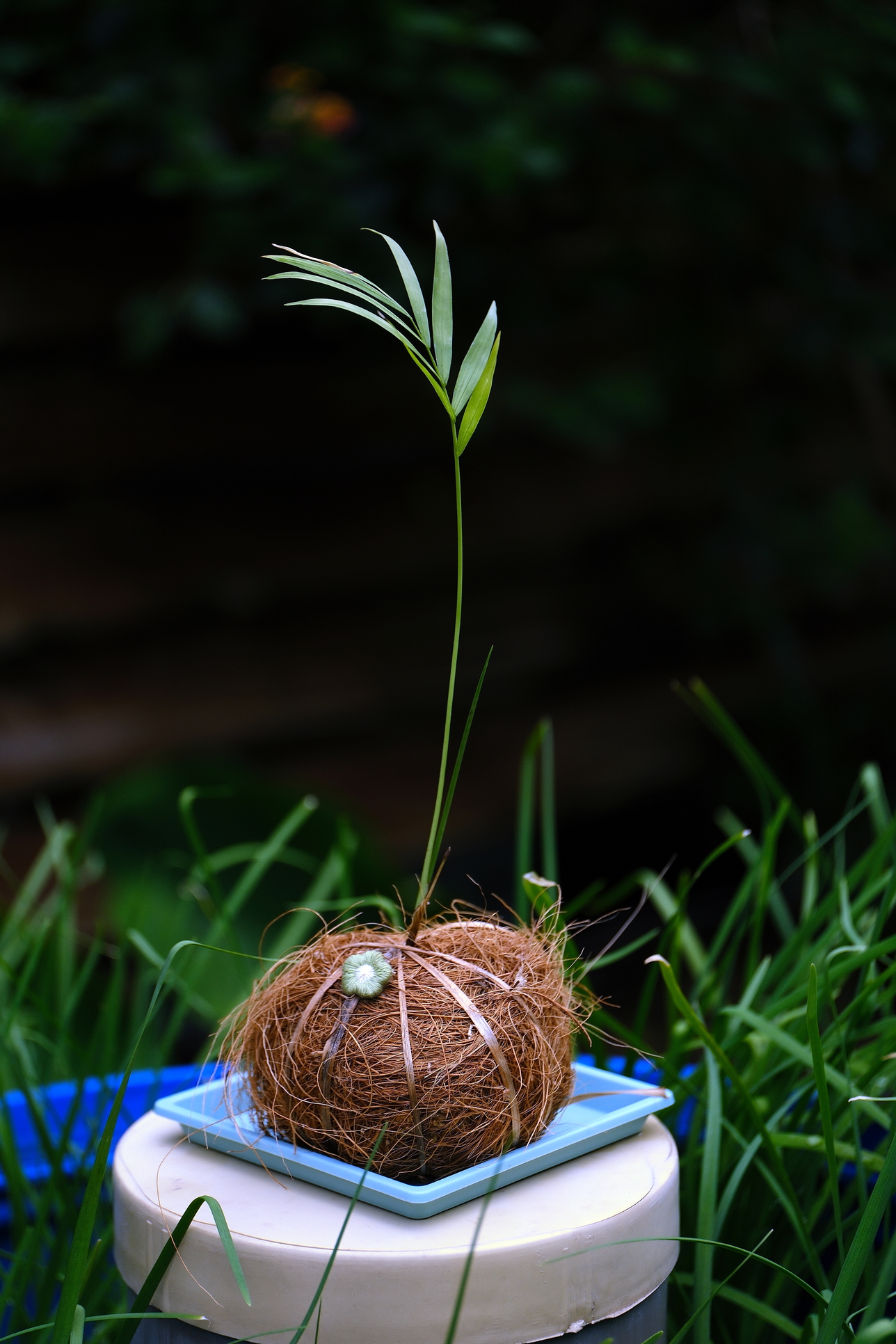 教導遊客用香蕉纖維絲取代棉繩，結合種子苔球，將苔球纏繞起來，徹底落實環保教育。