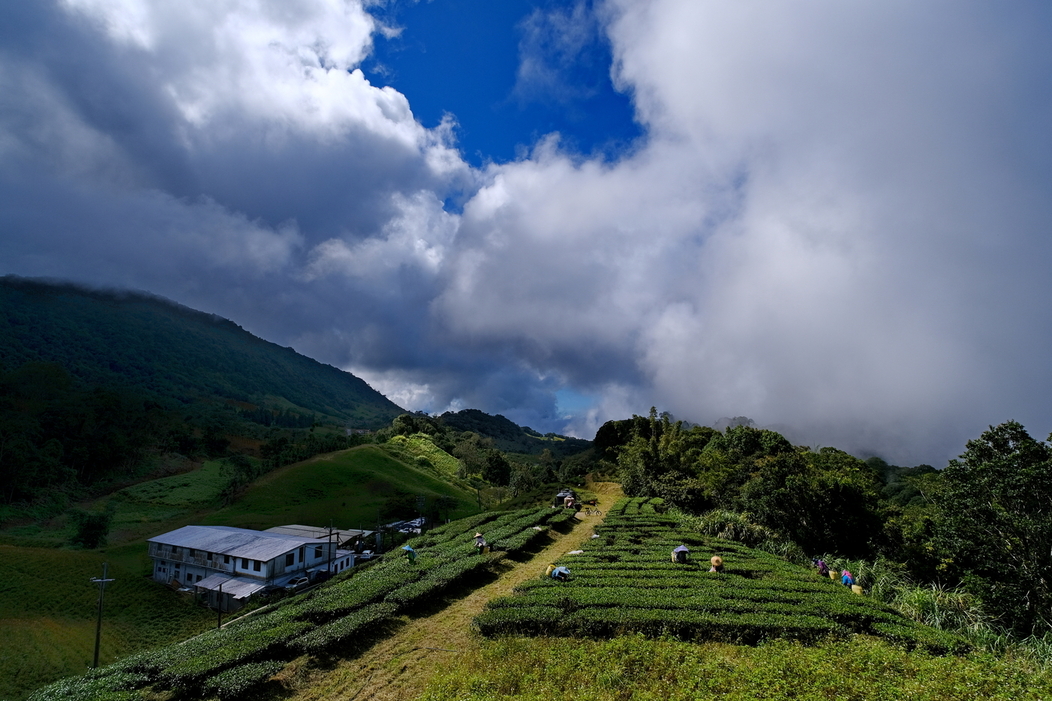 正好趕上茶葉採收季節，被藍天白雲包覆的茶園與「天心茶莊」，景觀壯闊相映。