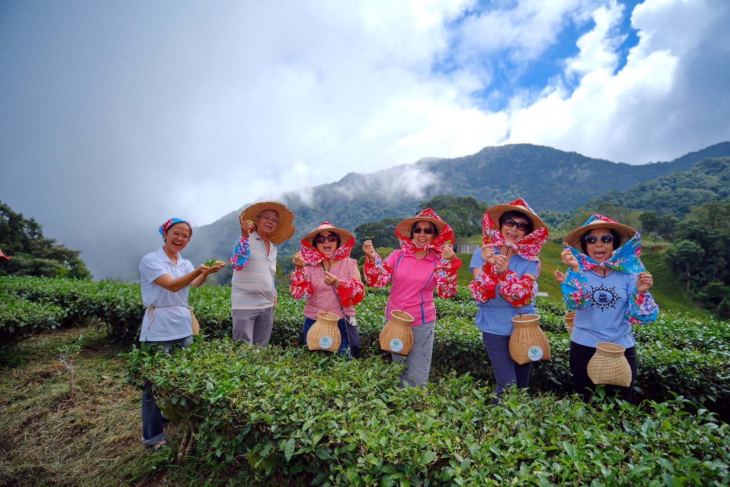 遊客體驗採摘茶葉，襯著巒間山嵐，開心極了。