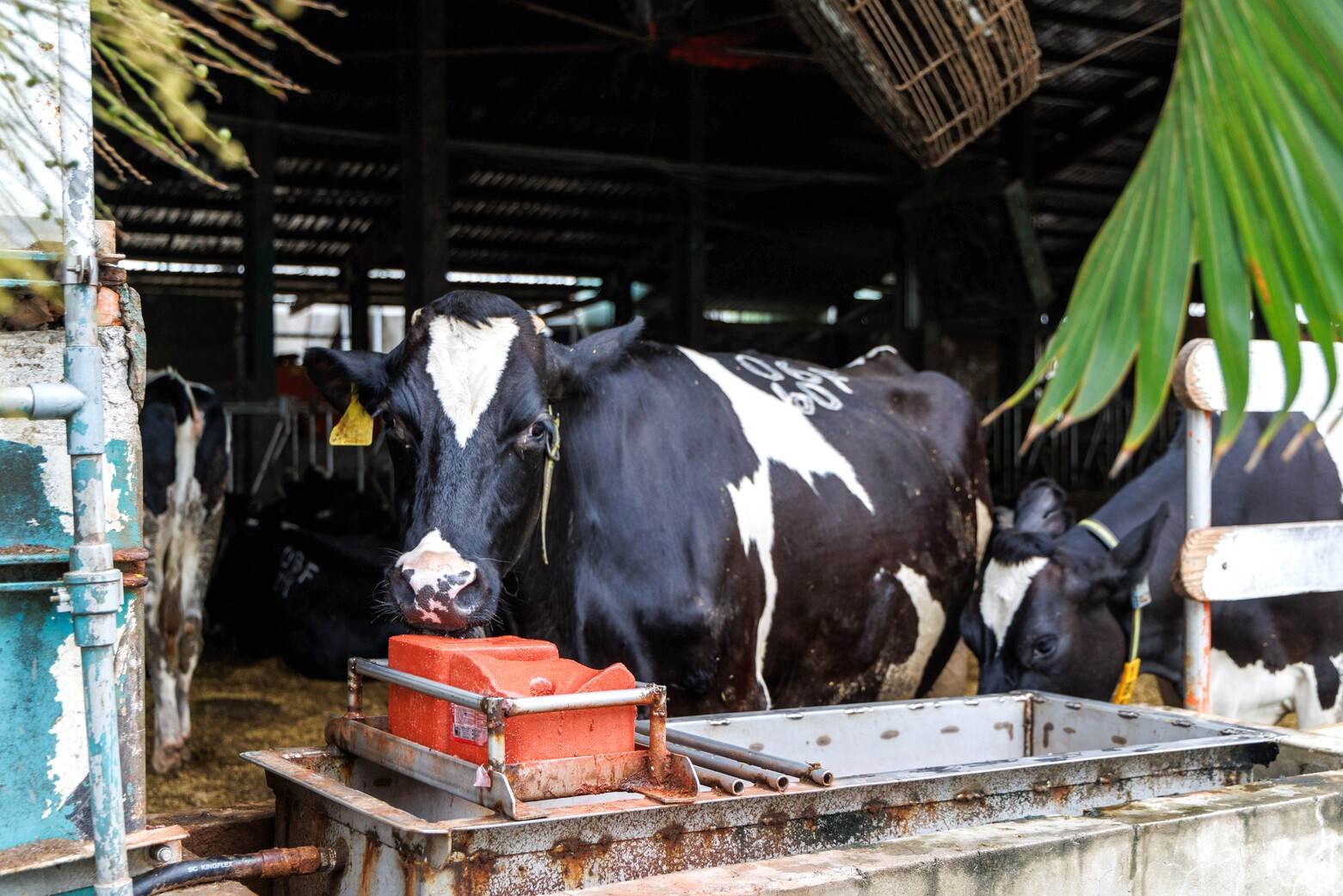 為了讓乳牛補充電解質，牧場設置了舔鹽磚。