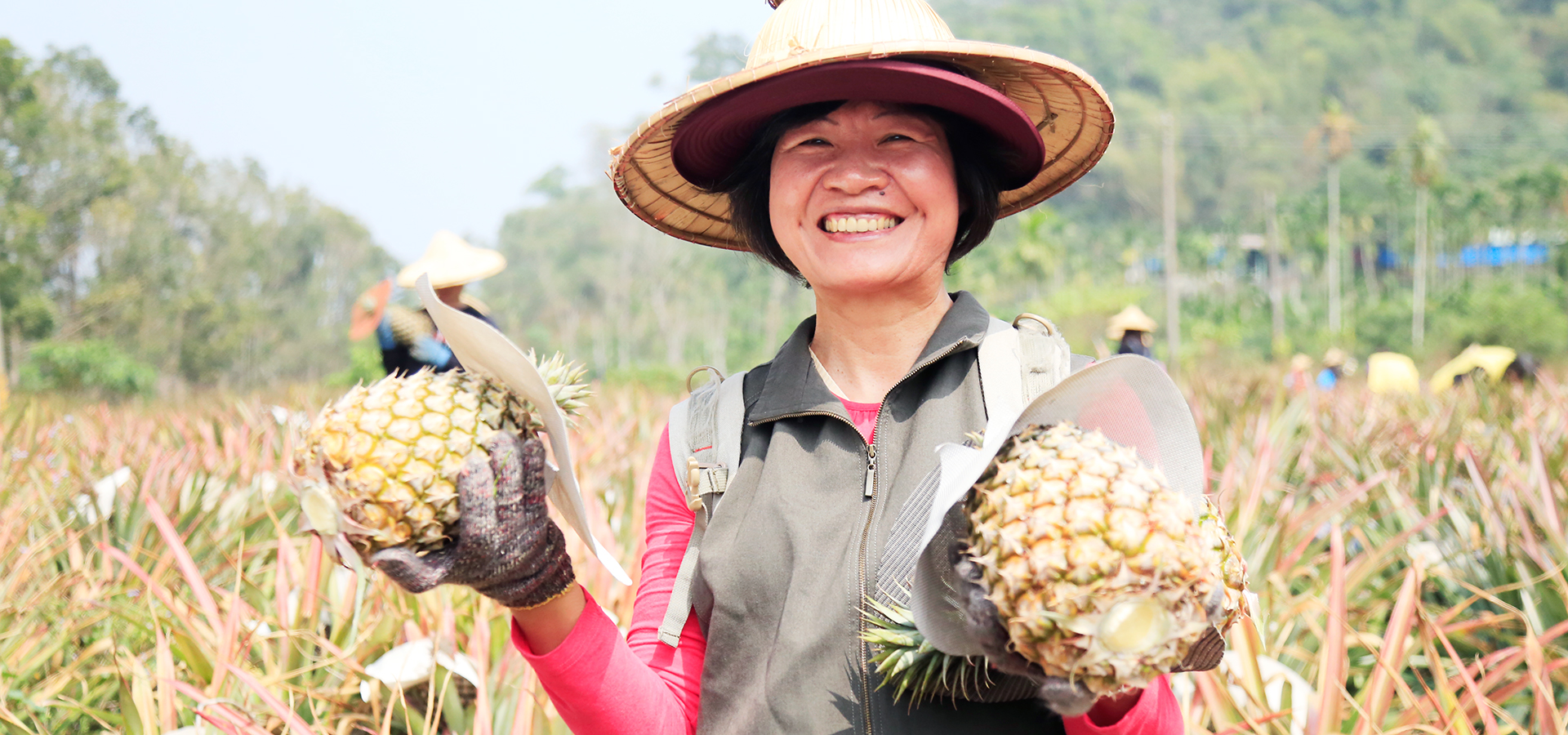 鳳梨田園生態導覽+採果趣