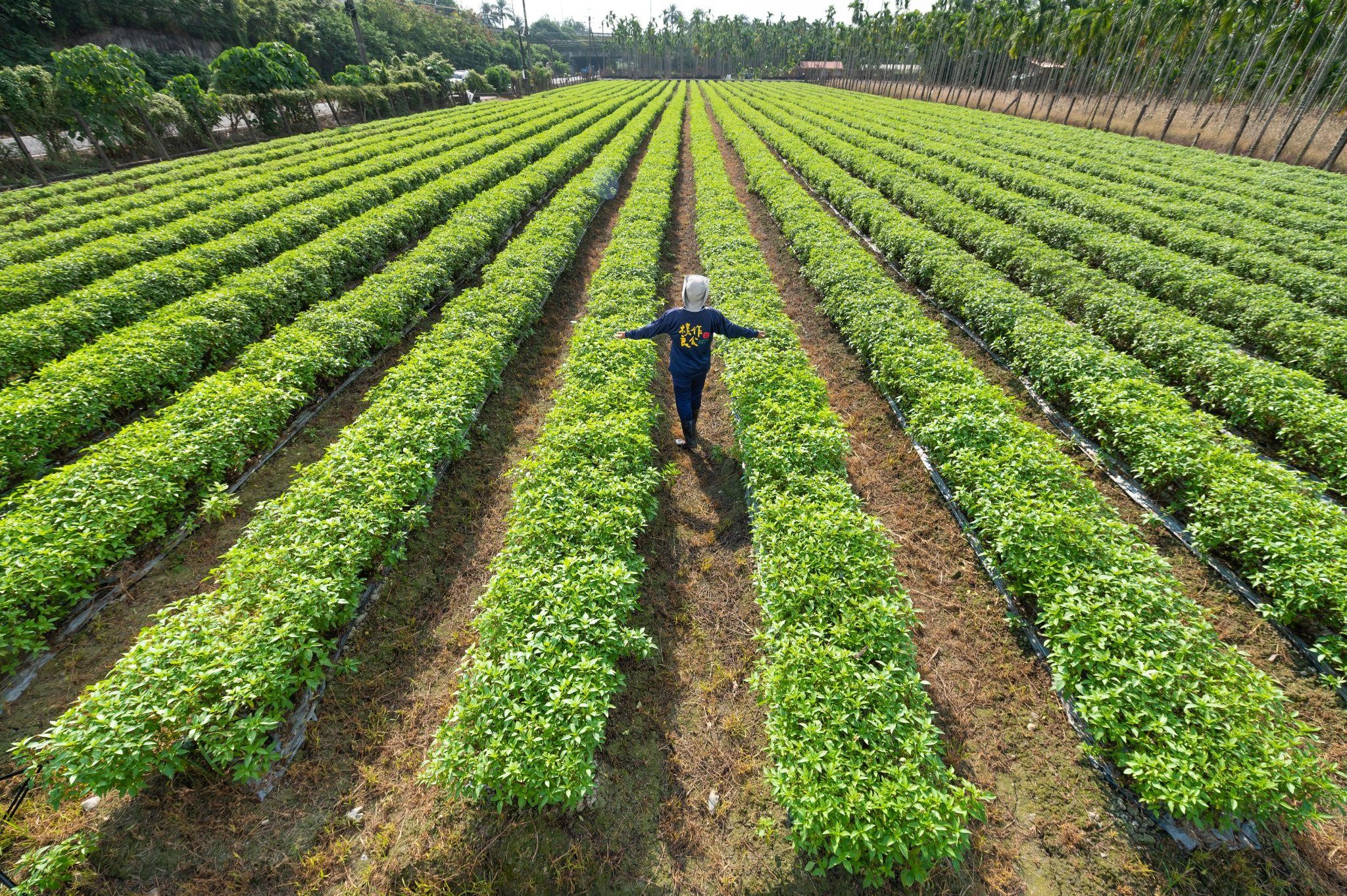 竹林有機農場(樸作農場 Bokusaku Farm)羅勒田