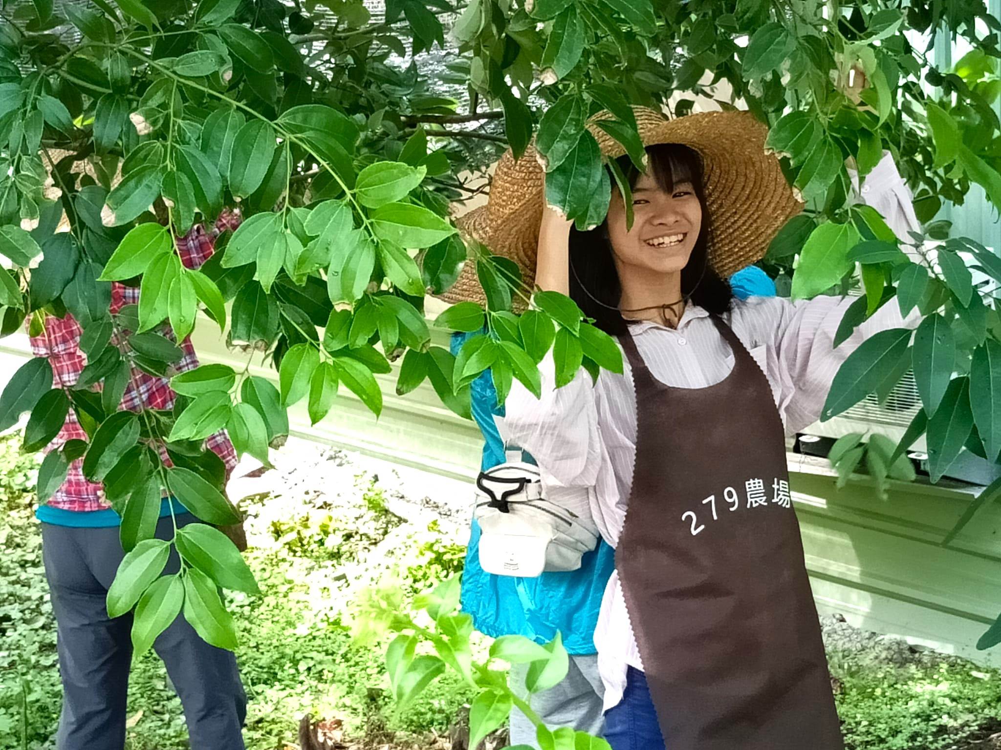 體驗採摘土肉桂，準備提煉精油。