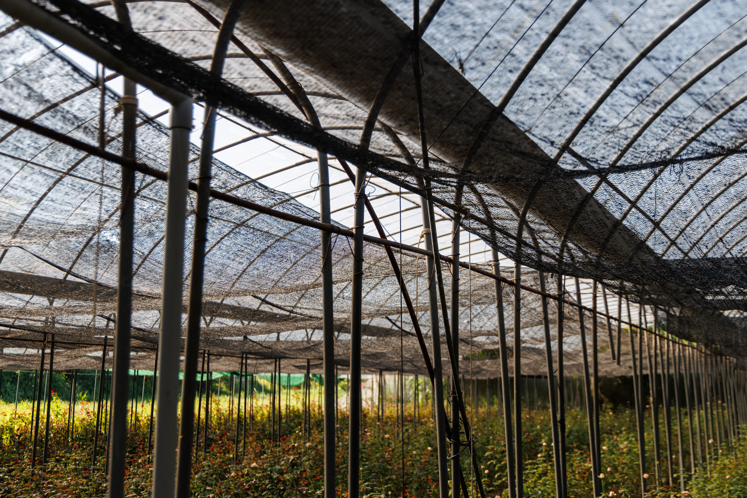 園種植各種切花品種，包括凱撒琳、鐵達尼、黛安娜等，天天細心呵護。