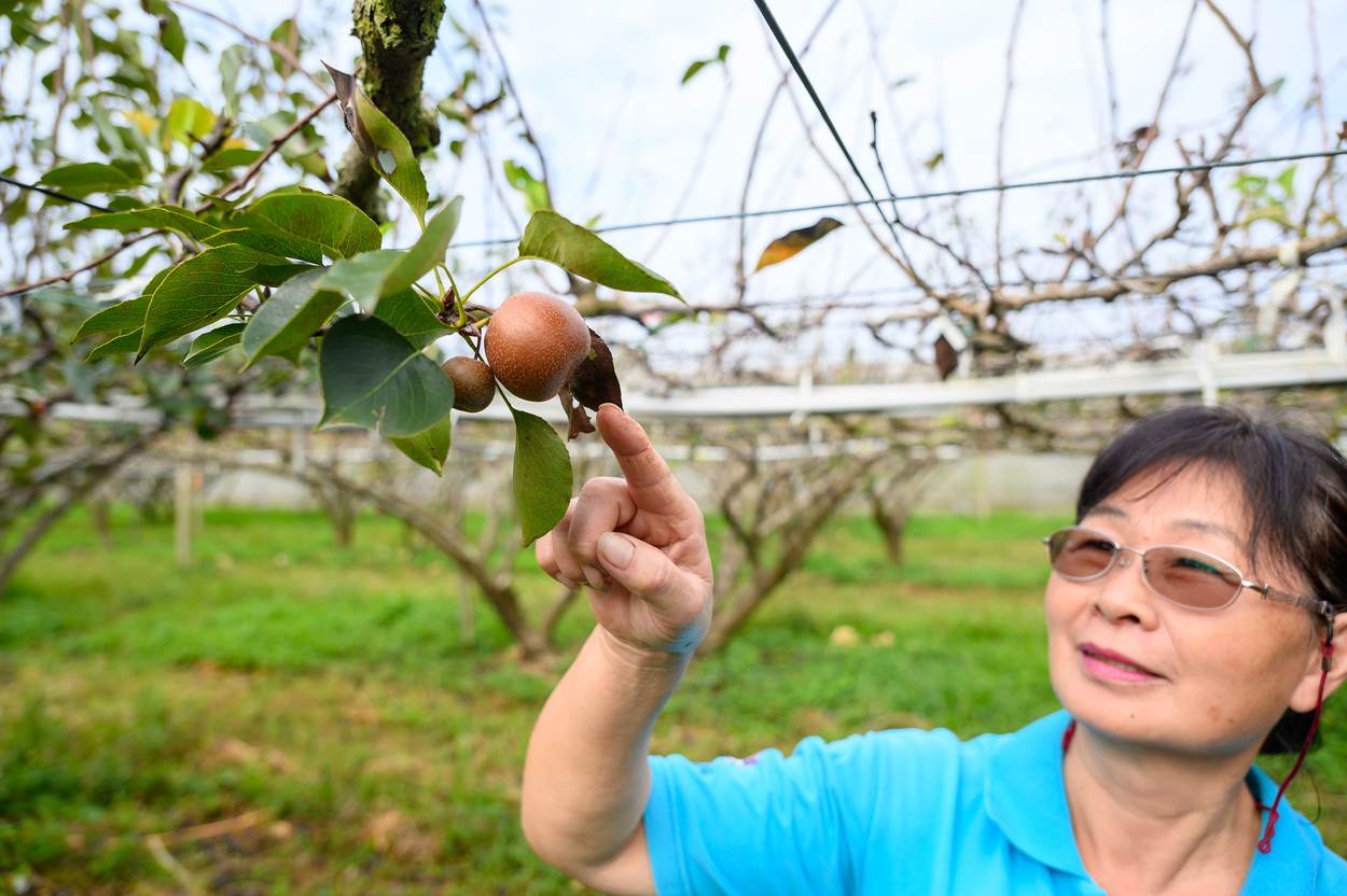 荳媽媽休閒農園的主人荳媽媽呂淑敏。