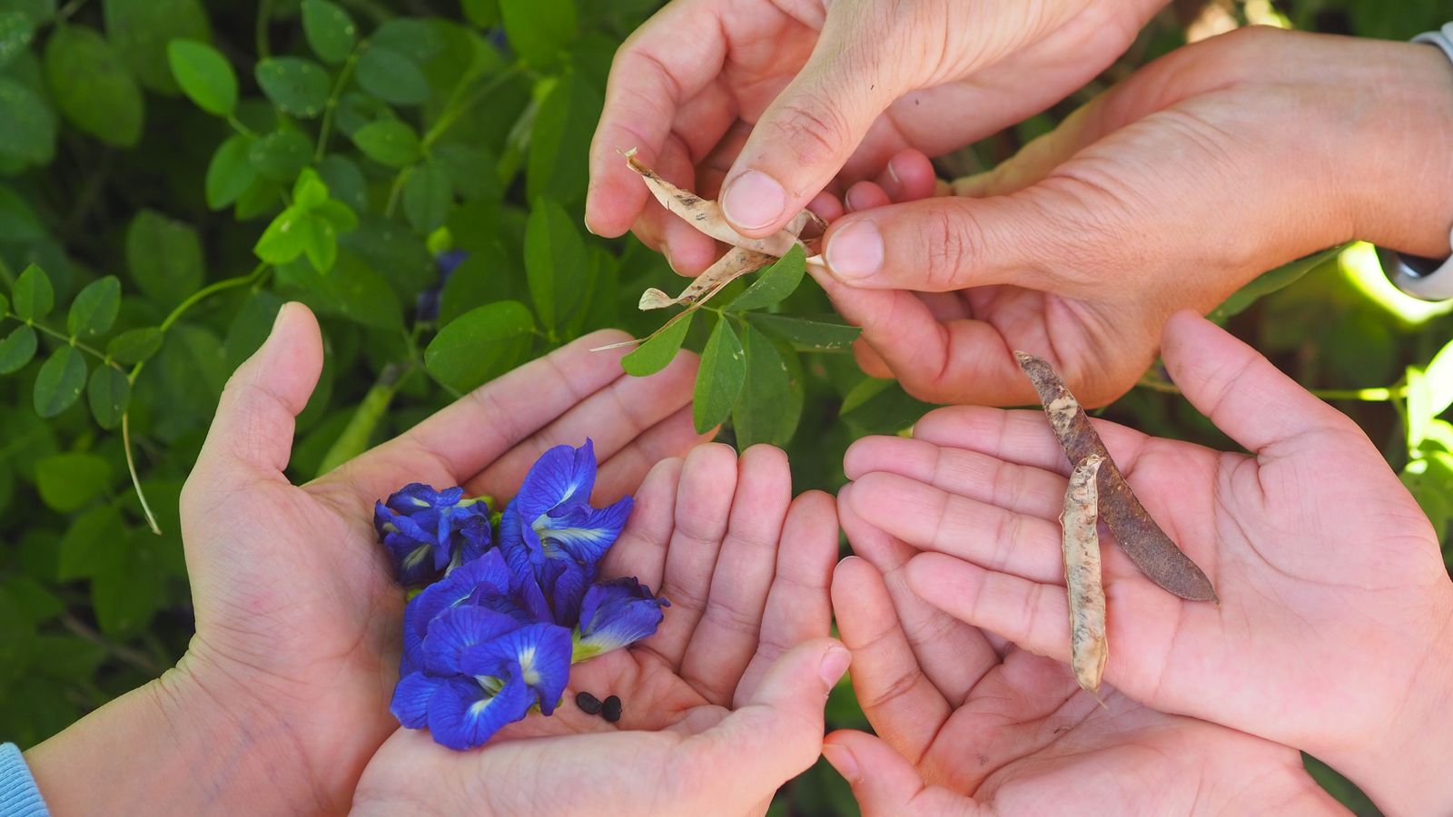 來農場親自採摘蝶豆花，剝開豆莢認識種子，再到體驗教室調製蝶豆花漸層飲品，最受小孩喜愛。