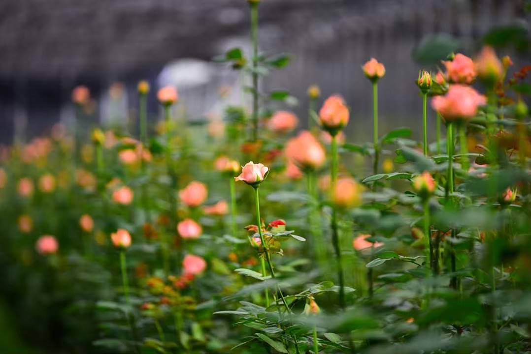凱薩琳是江家玫瑰園的專利品種，花色為粉紅色，十分溫和柔美。