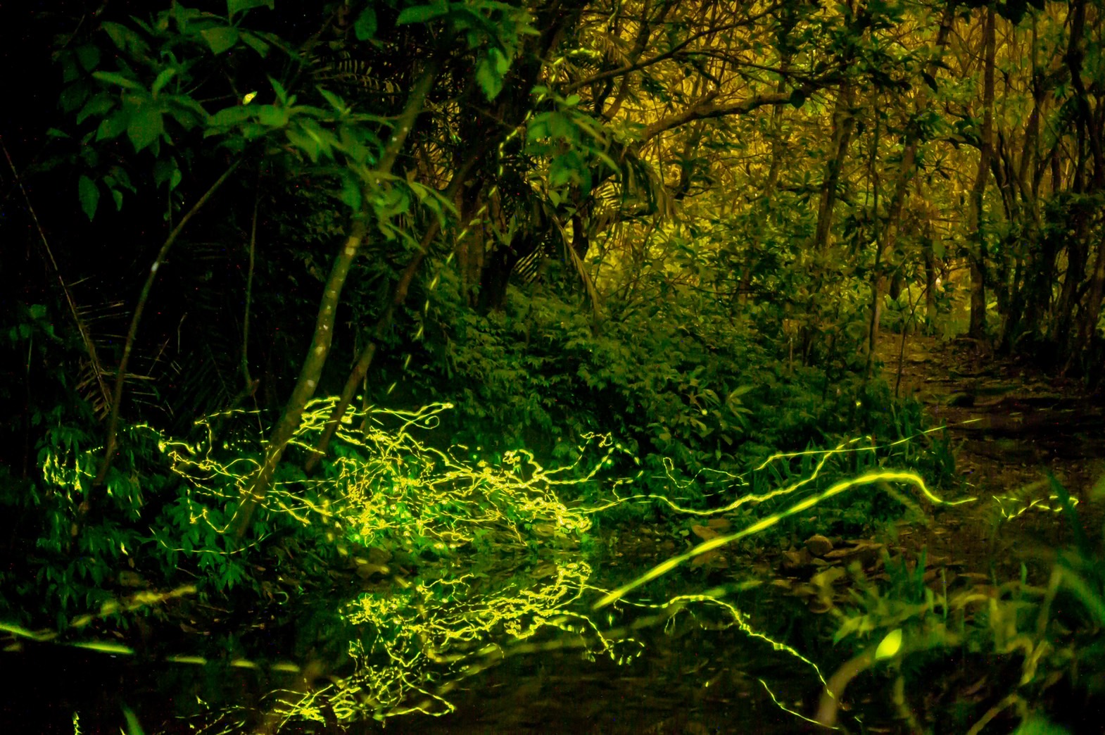 每年2季的螢火蟲季