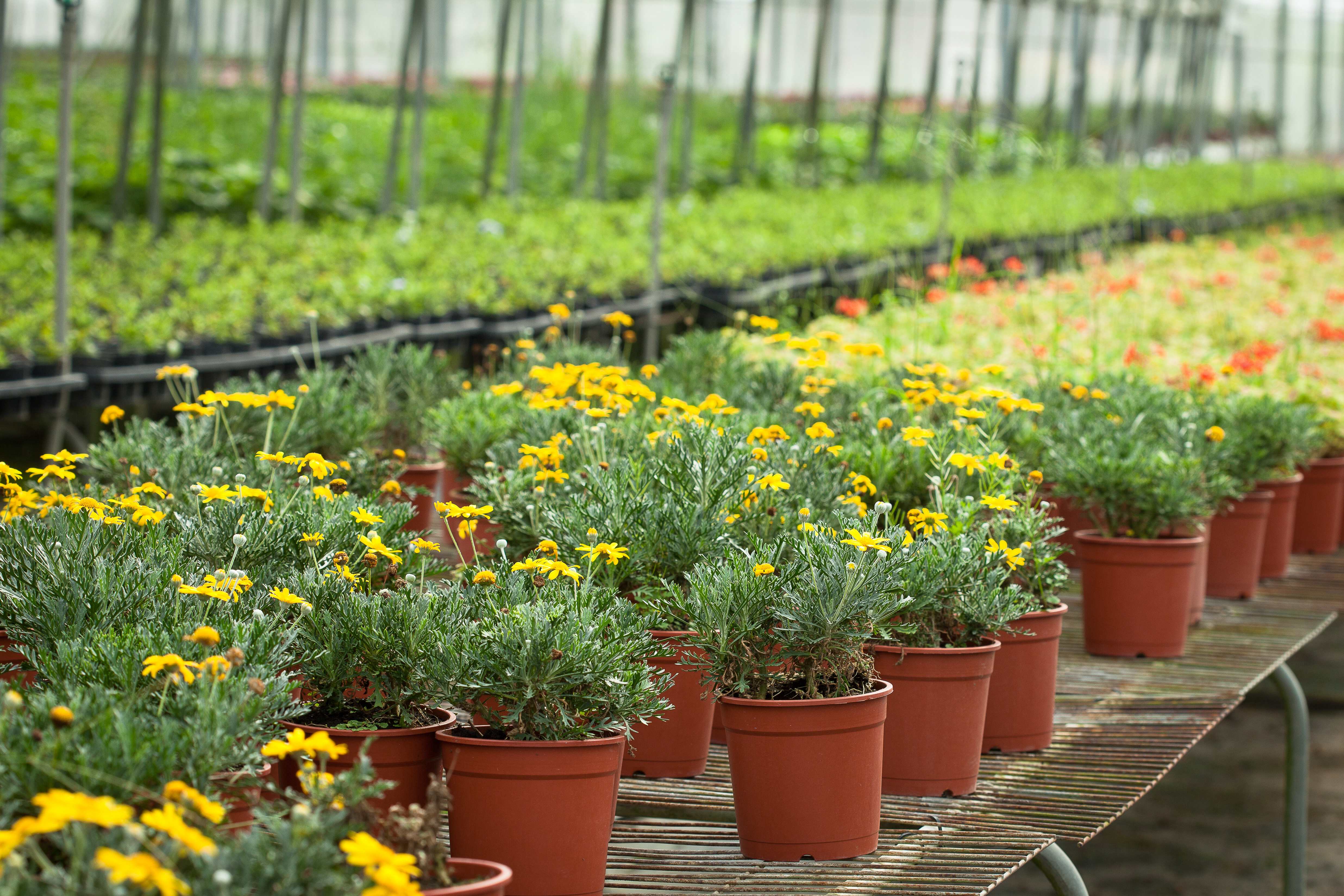 園區內栽種的食用花