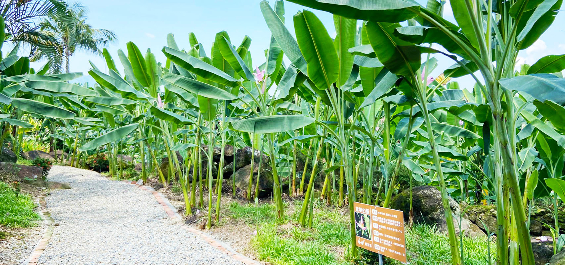 產銷履歷山蕉園區，裏頭栽種110種蕉種
