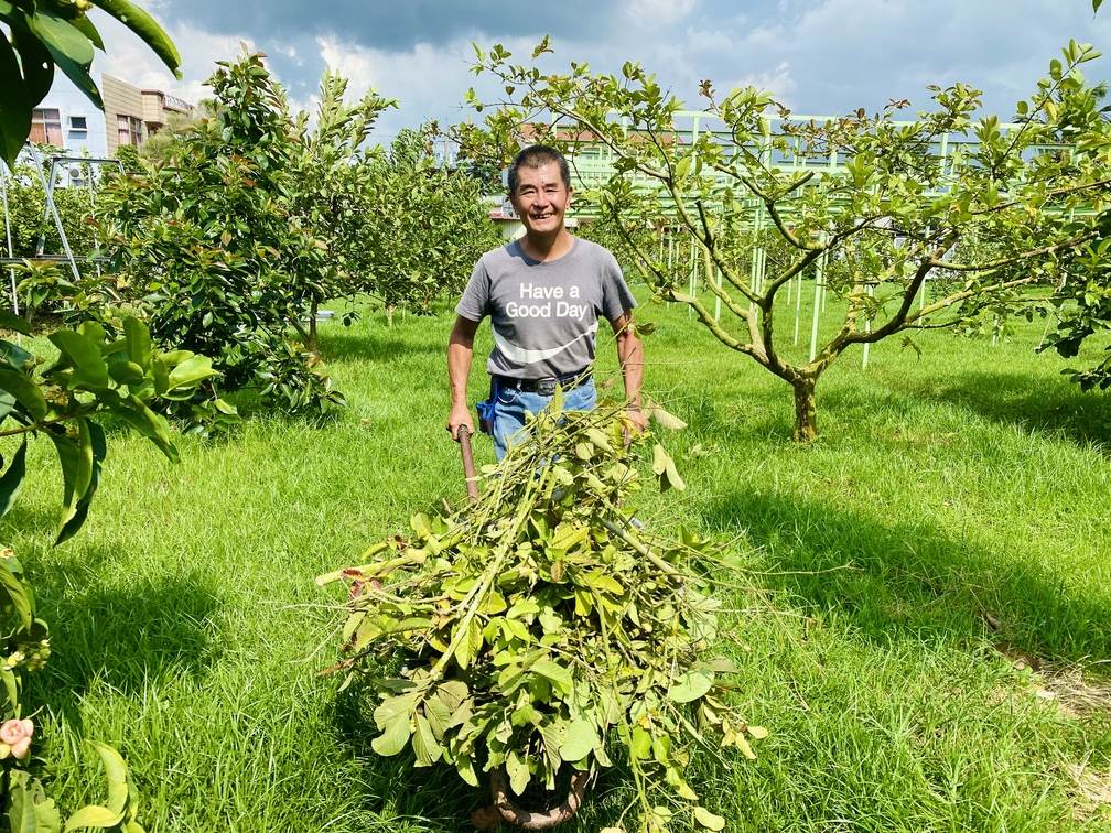 陳建志堅持草生栽培，每天4點半巡園，每半個月割草一次。