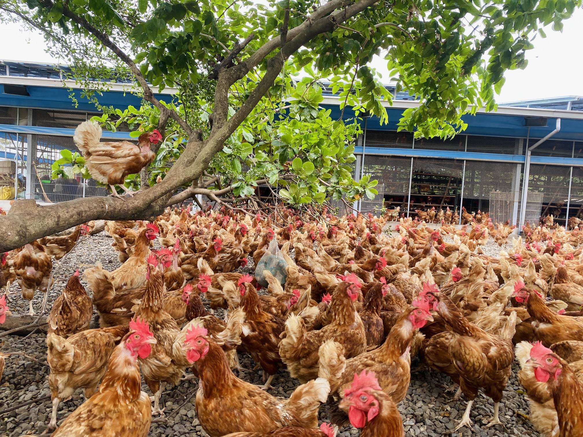 「長短樹放牧蛋」座落於無米樂故鄉，矗立田野打造蛋雞樂園。