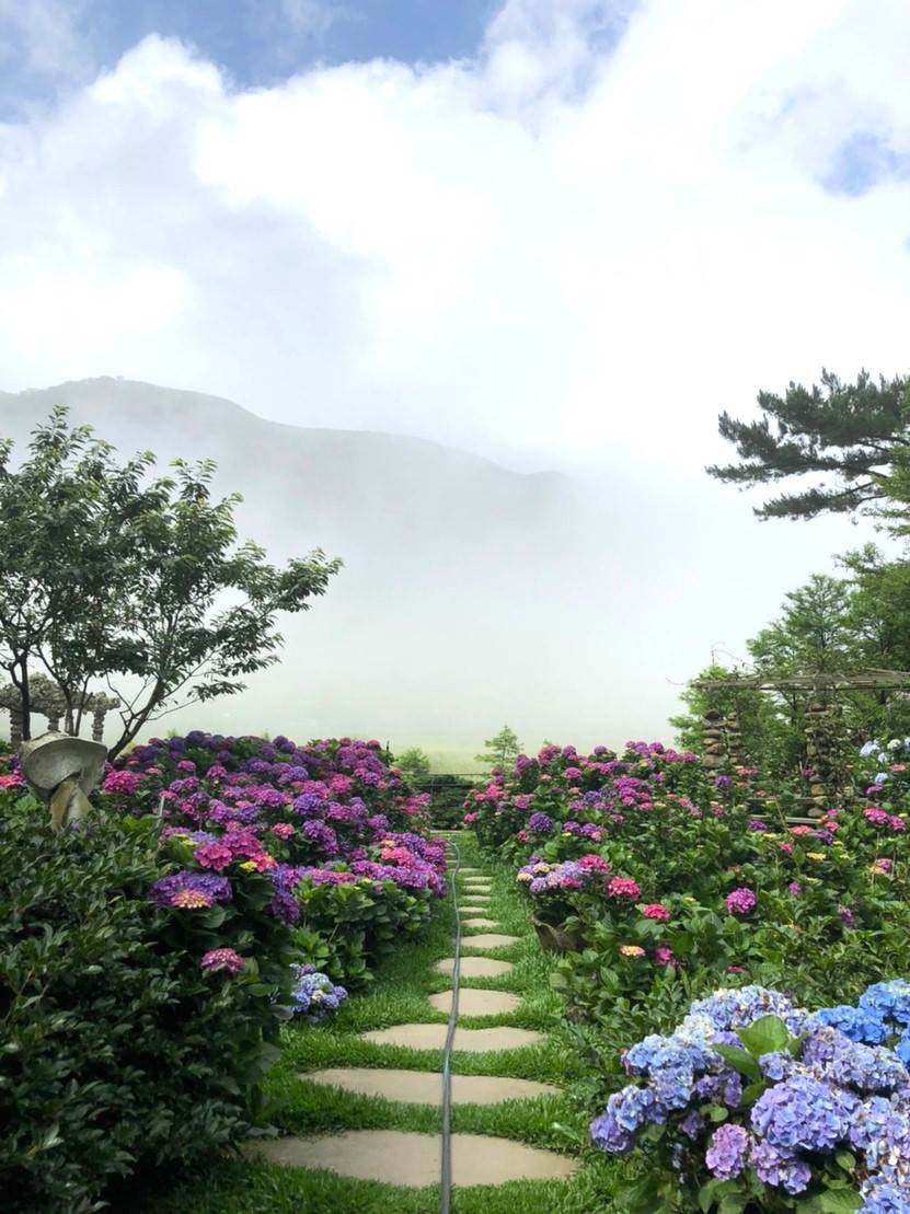 名陽─繡球花也開得極美。