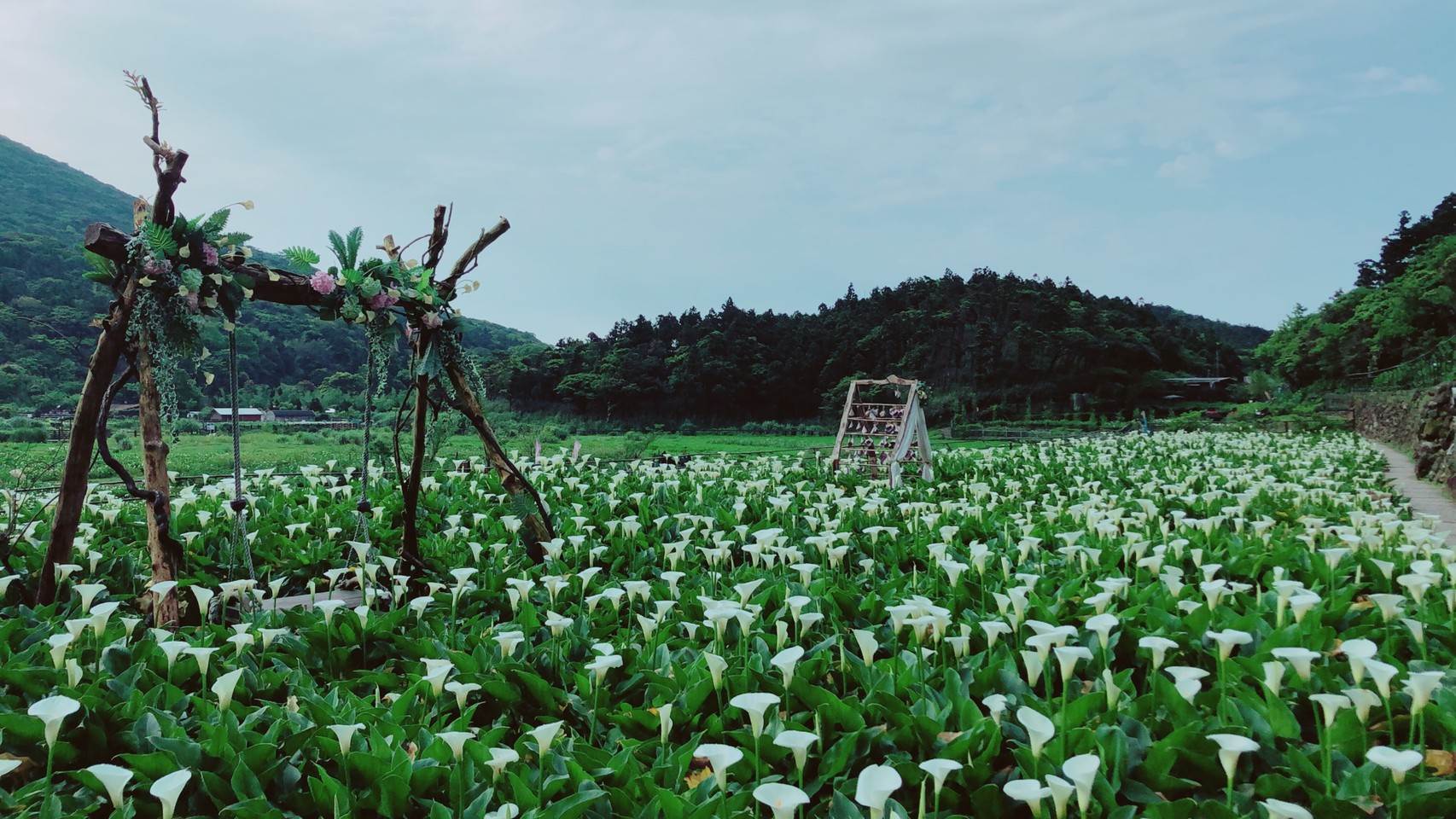 名陽─海芋花開的季節，園區處處是取景美地。