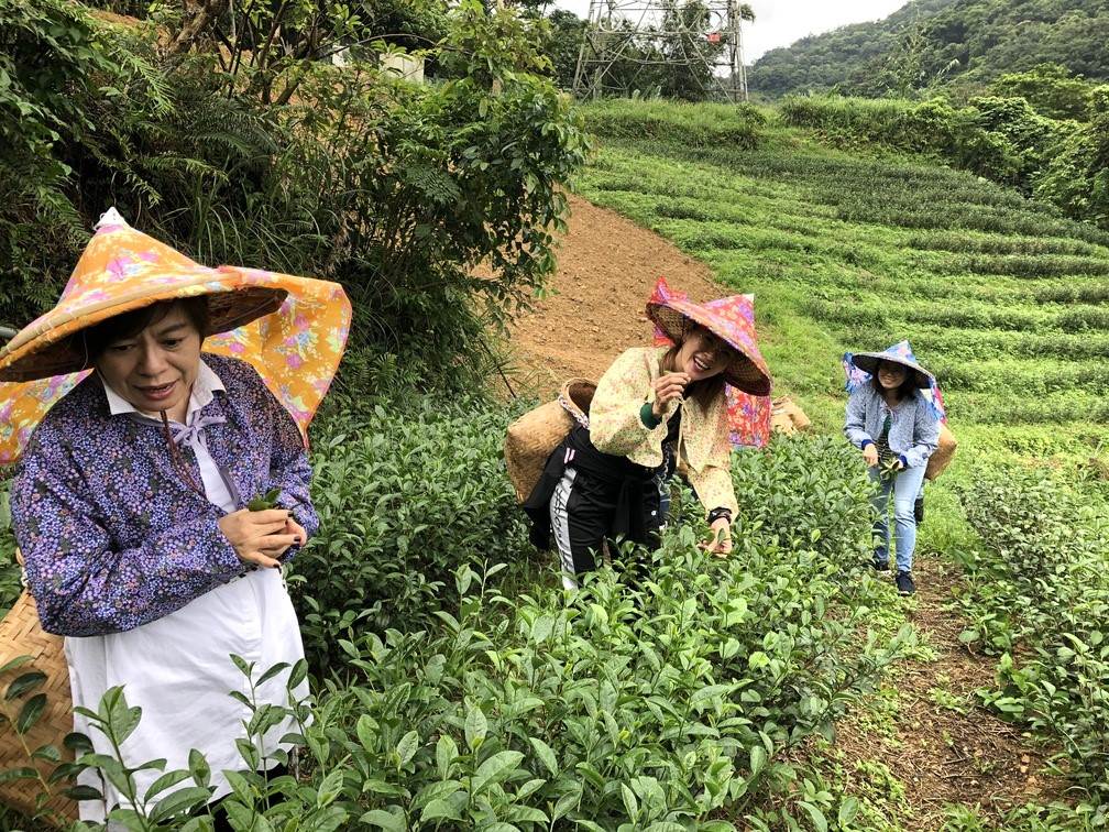 天然茶莊─採茶體驗，戴上斗笠，當一回一日茶農。