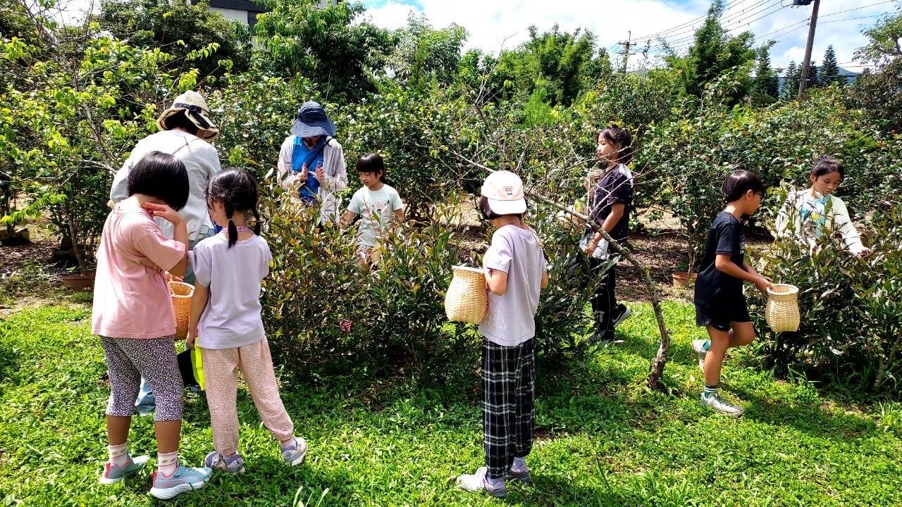 孩子們背著茶簍到茶園去，體驗採茶樂趣。