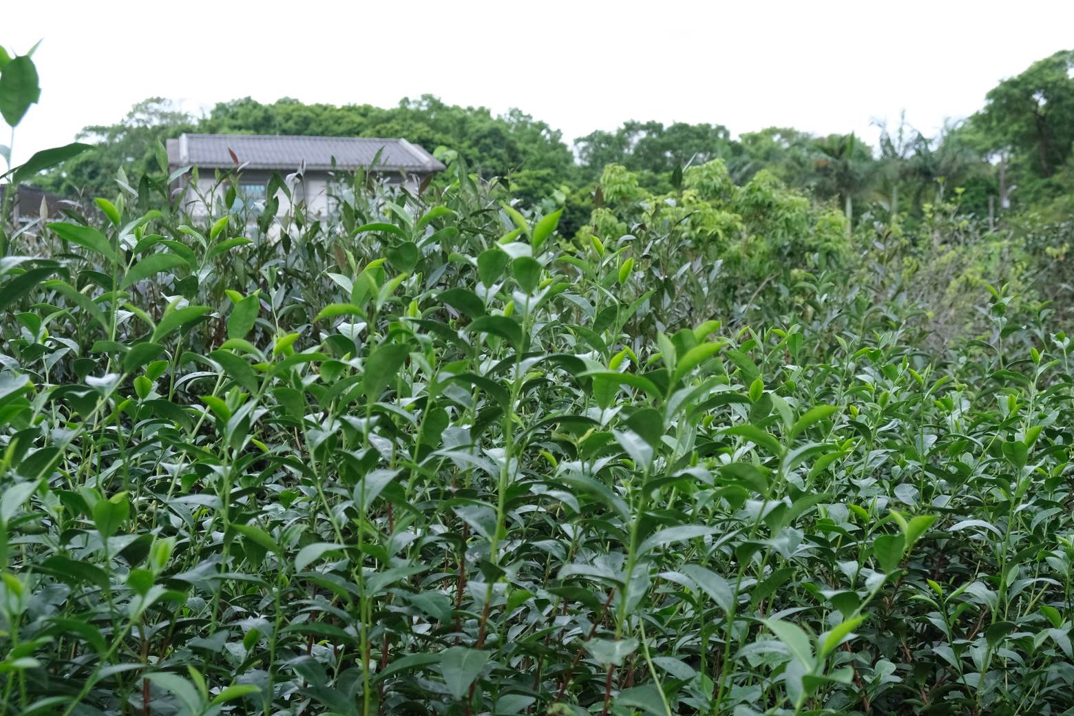 小葉子農園內種植多達14種茶樹品種。