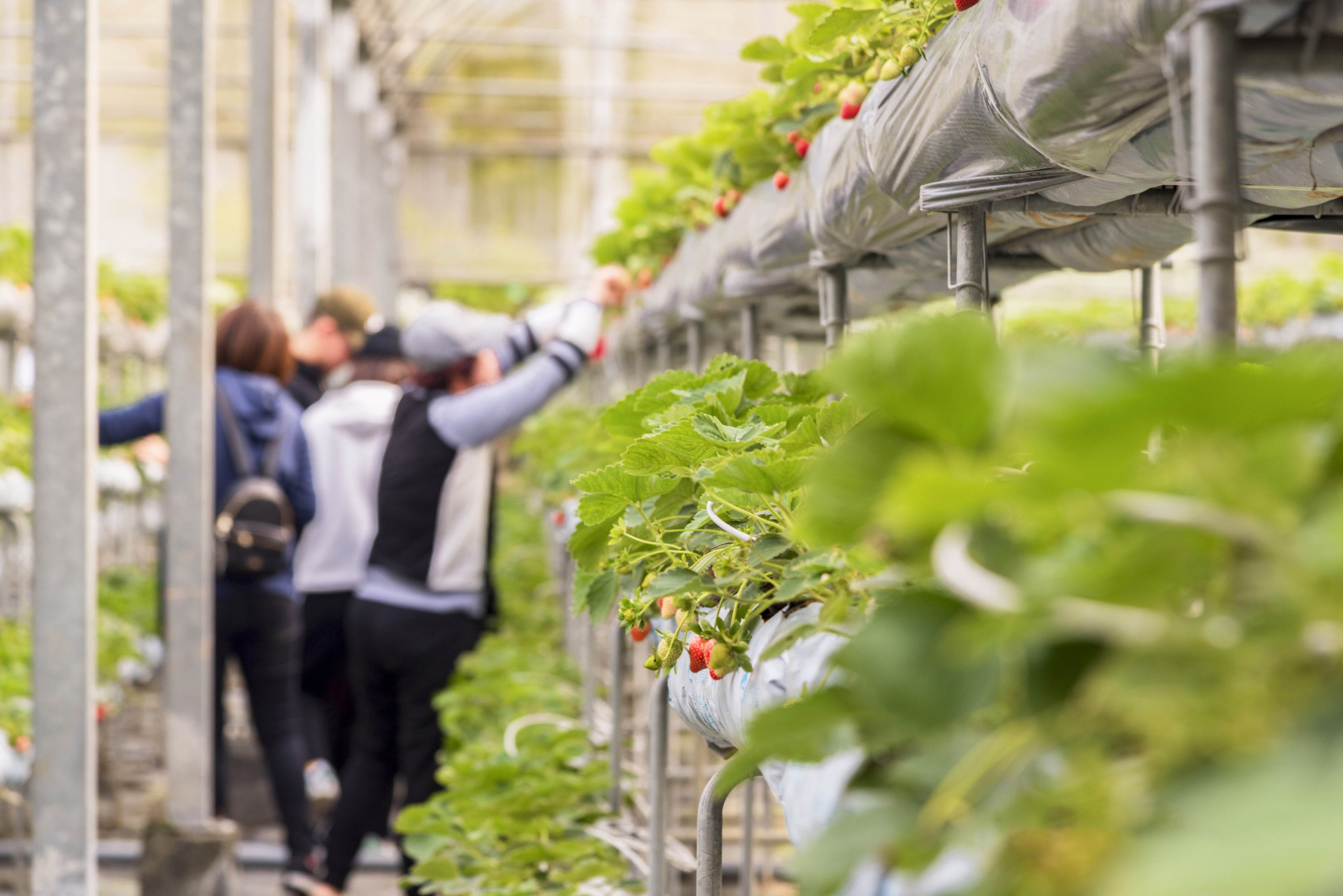 高架種植的草莓、番茄、百香果等高品質新鮮水果