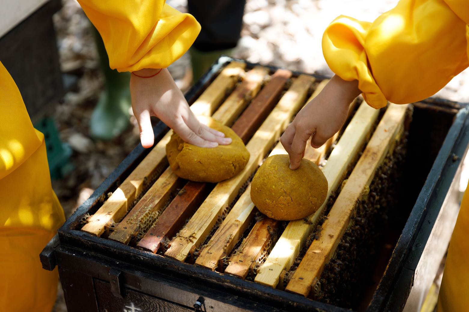 小朋友體驗自己把蜂糧放進蜂箱。