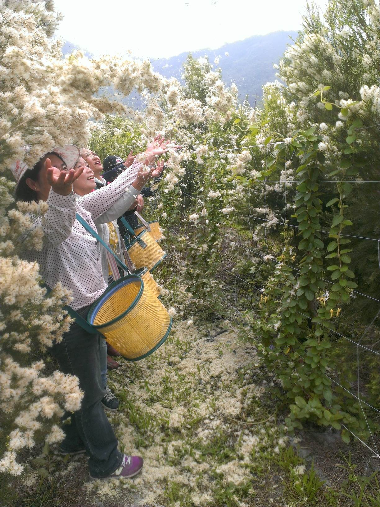 澳洲茶樹花盛開