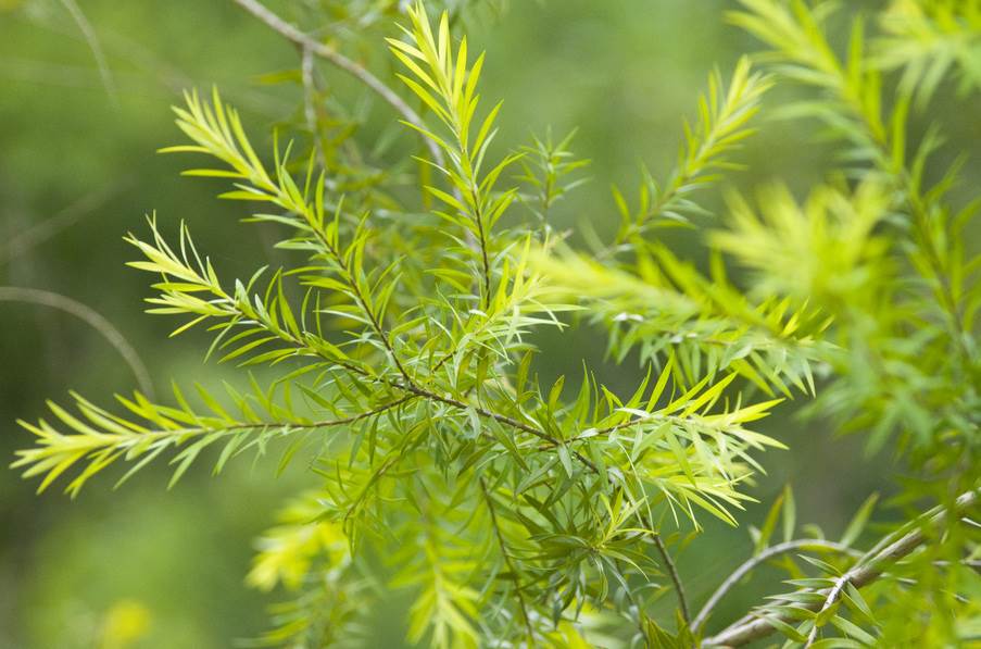 川山境以澳洲茶樹為主要作物