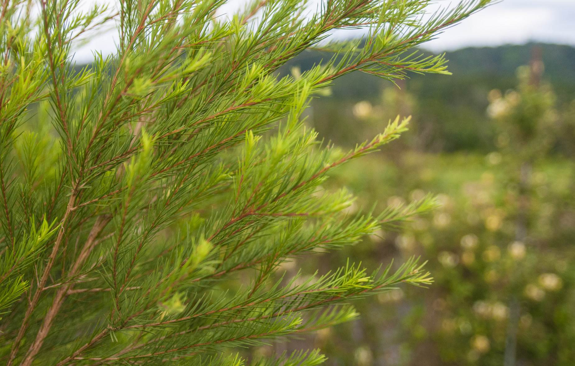 頭社羊角村─盆地上的澳洲茶樹農場