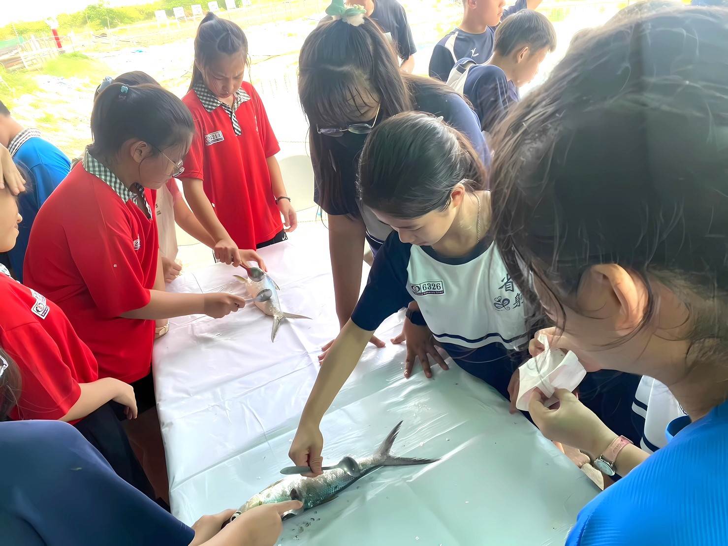 體驗刮魚鱗