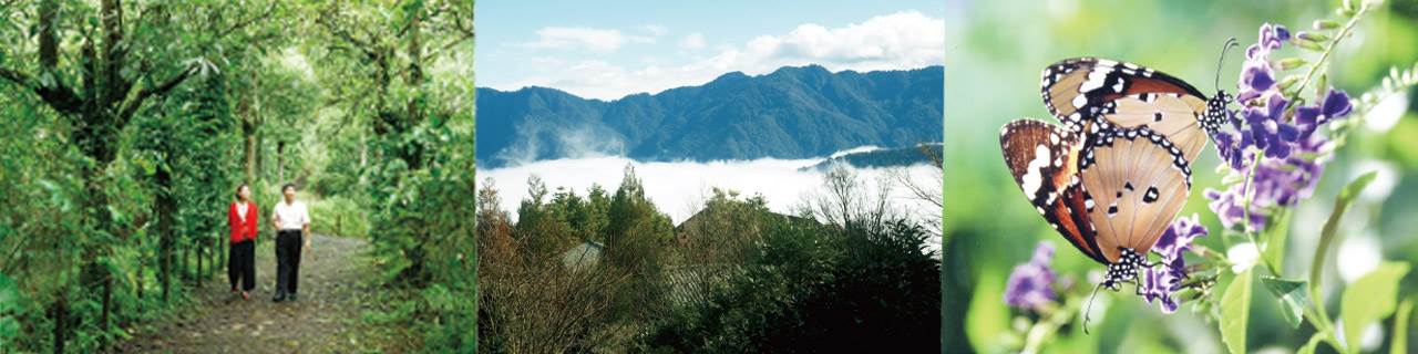 林竹